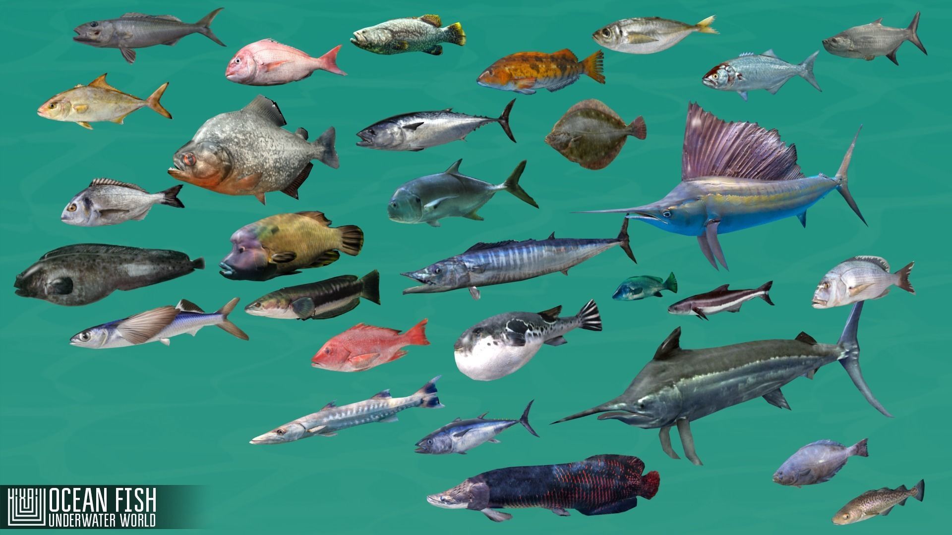 Ocean fish - underwater world Low-poly 3D model_3