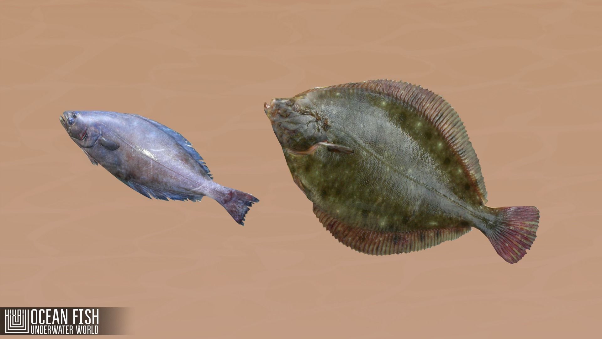 Ocean fish - underwater world Low-poly 3D model_6