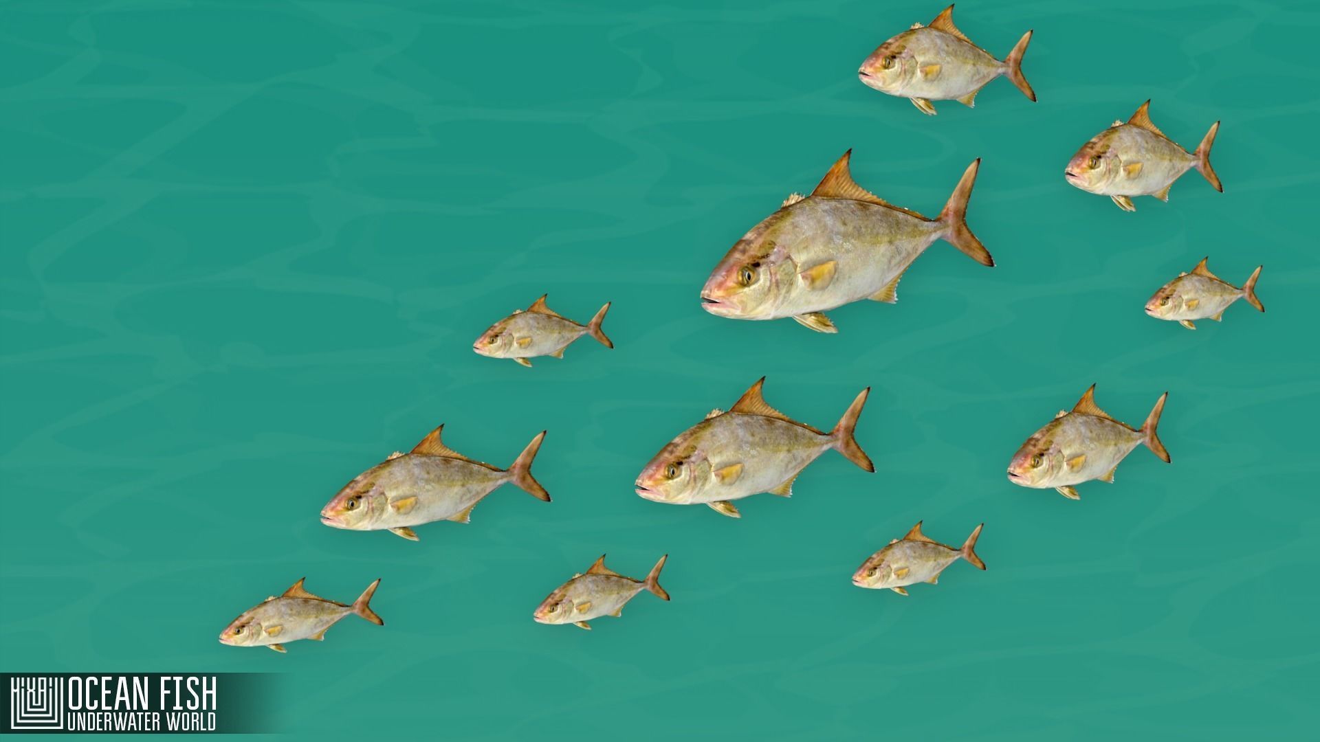 Ocean fish - underwater world Low-poly 3D model_8