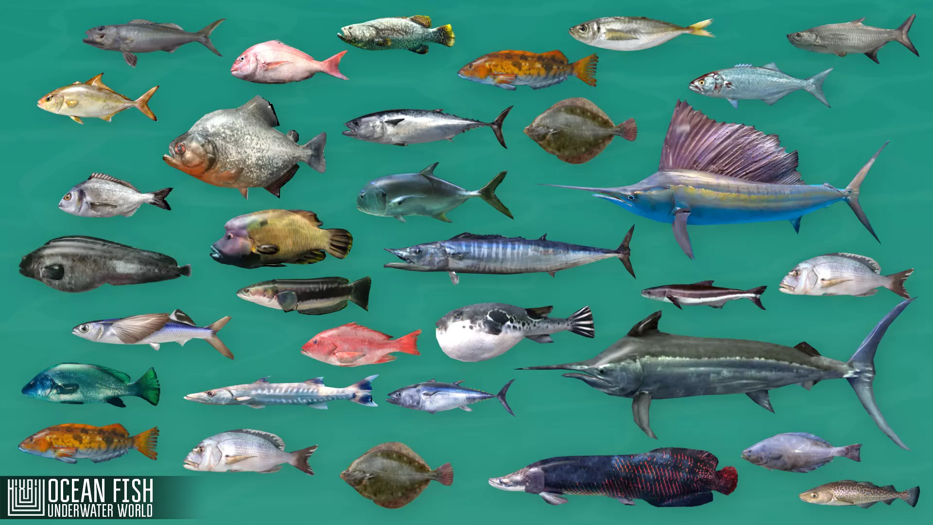 Ocean fish - underwater world Low-poly 3D model_0