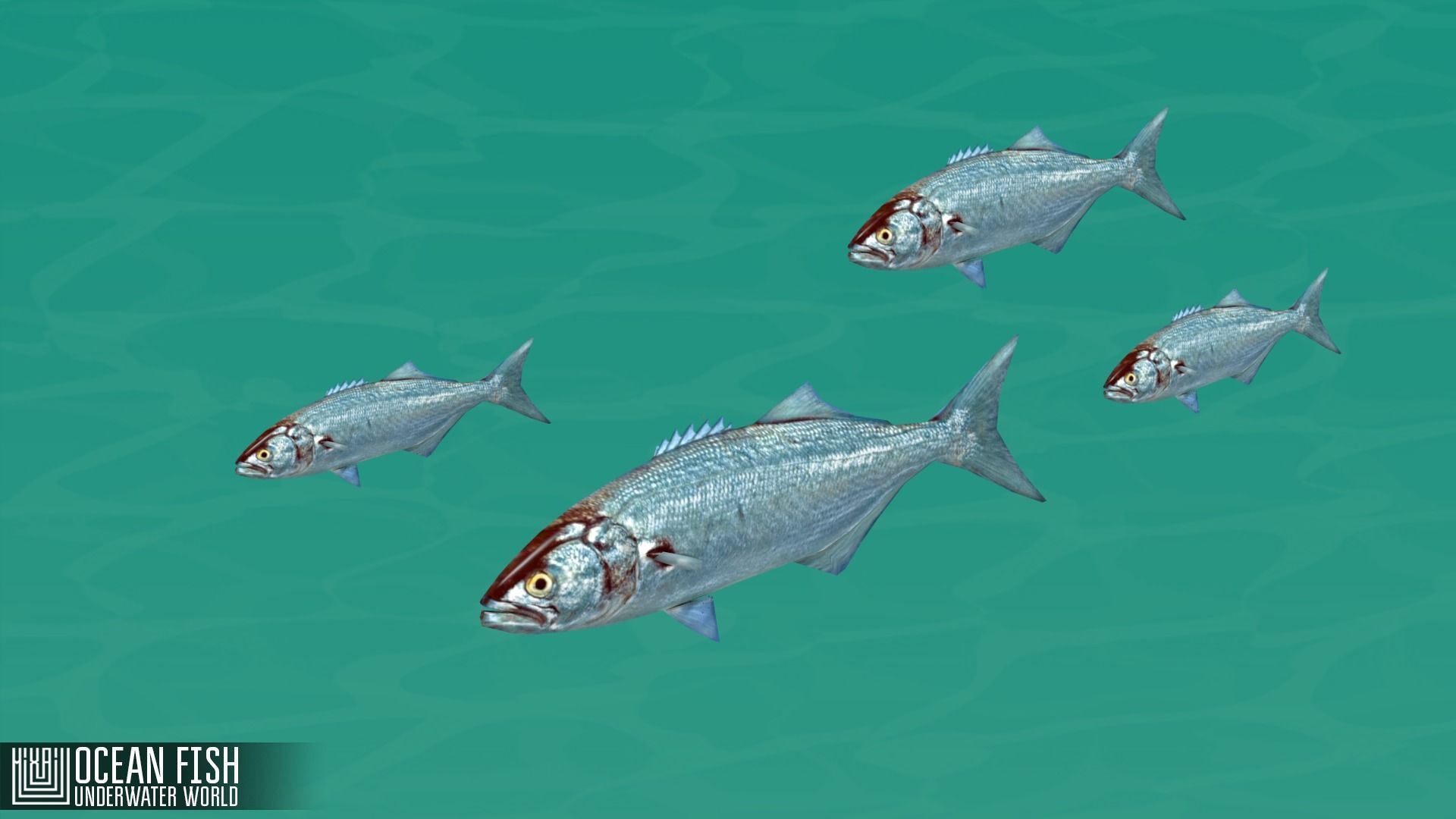 Ocean fish - underwater world Low-poly 3D model_9