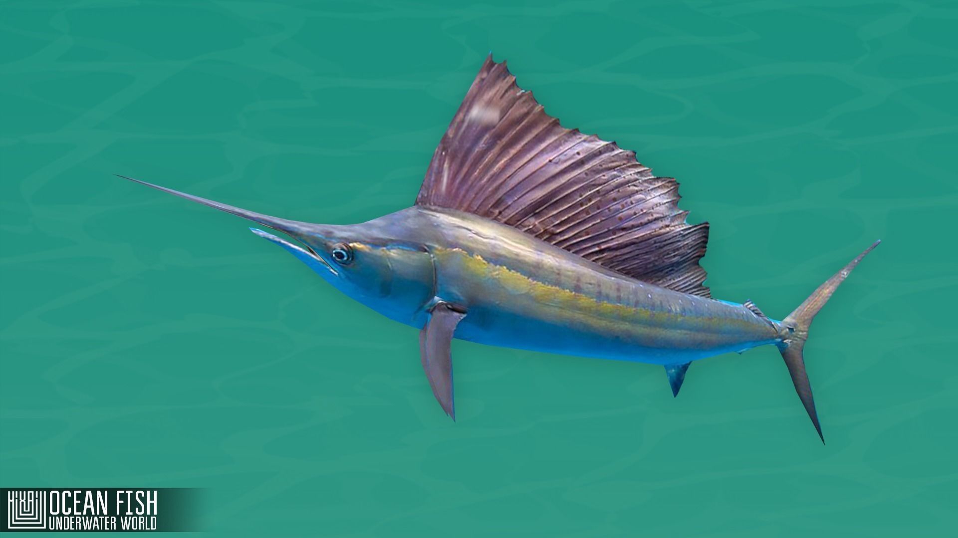 Ocean fish - underwater world Low-poly 3D model_2