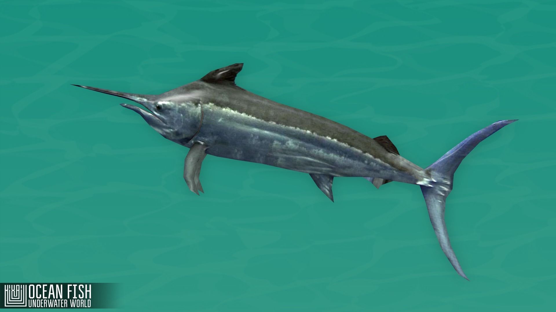 Ocean fish - underwater world Low-poly 3D model_5