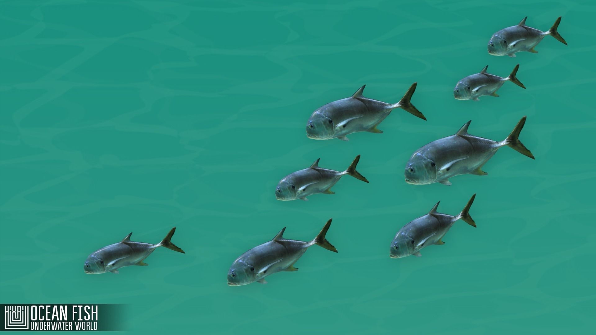 Ocean fish - underwater world Low-poly 3D model_4