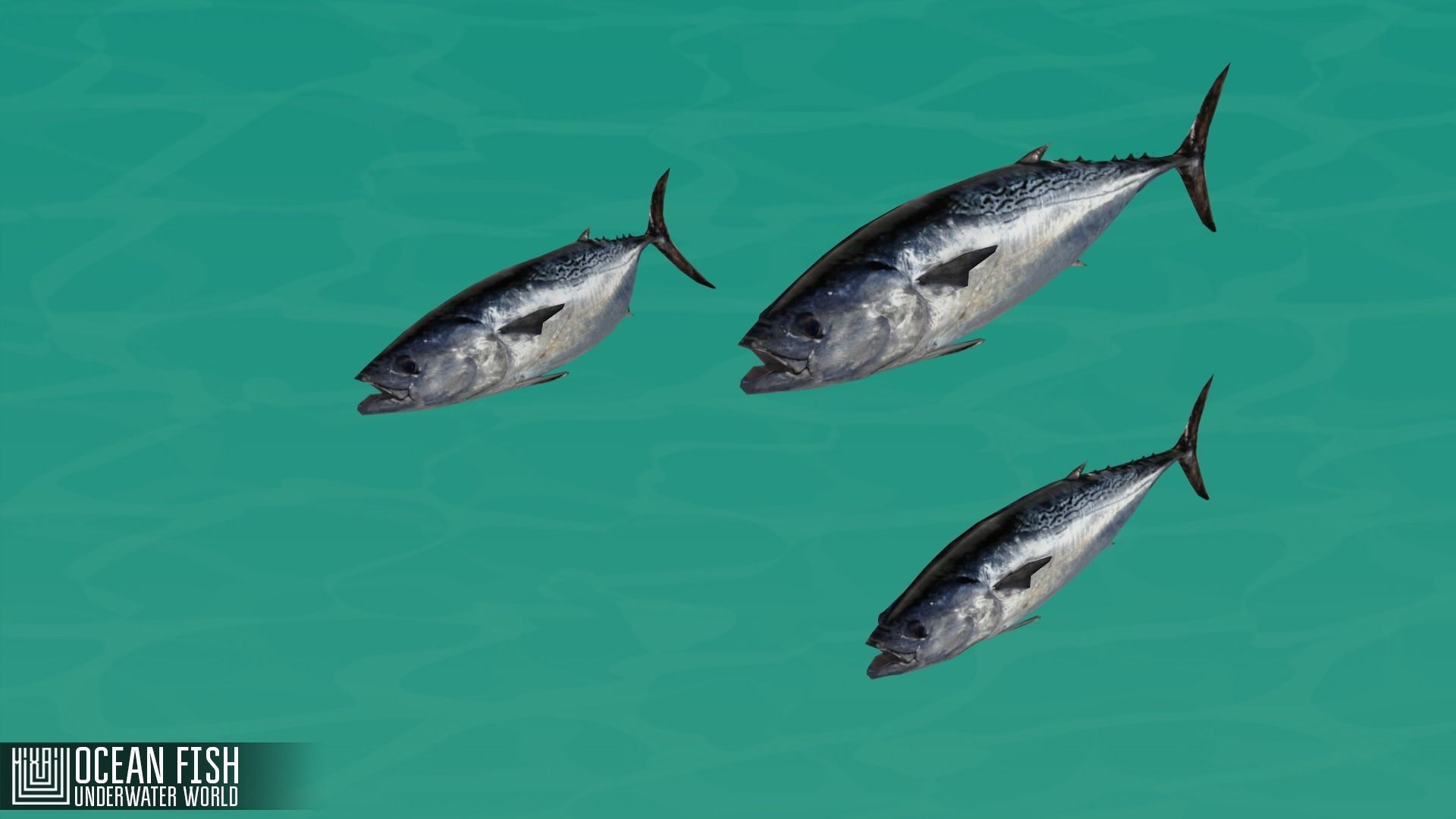 Ocean fish - underwater world Low-poly 3D model_7