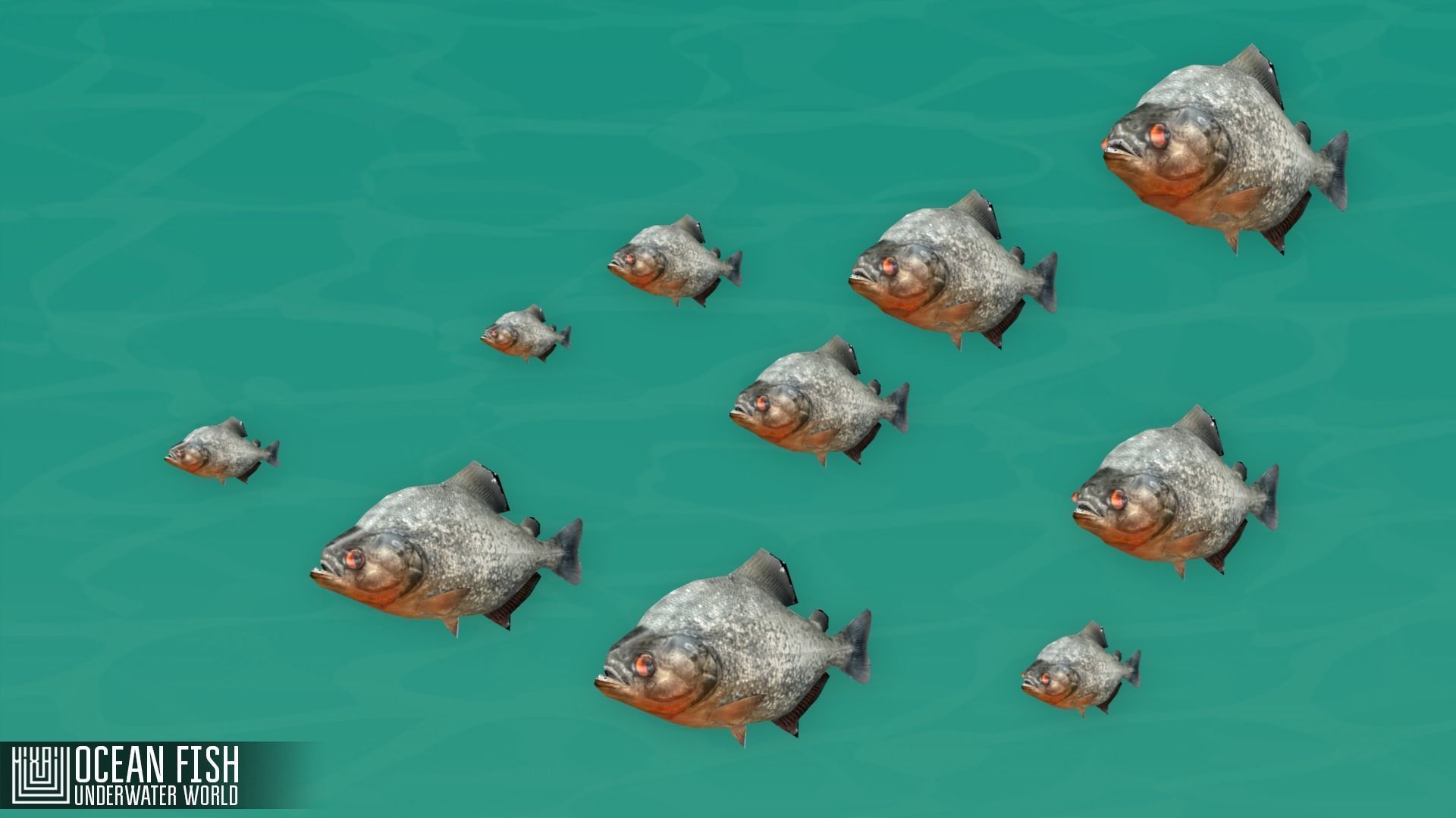 Ocean fish - underwater world Low-poly 3D model_1
