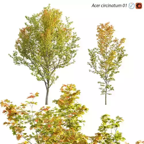Acer circinatum - Vine Maple 01