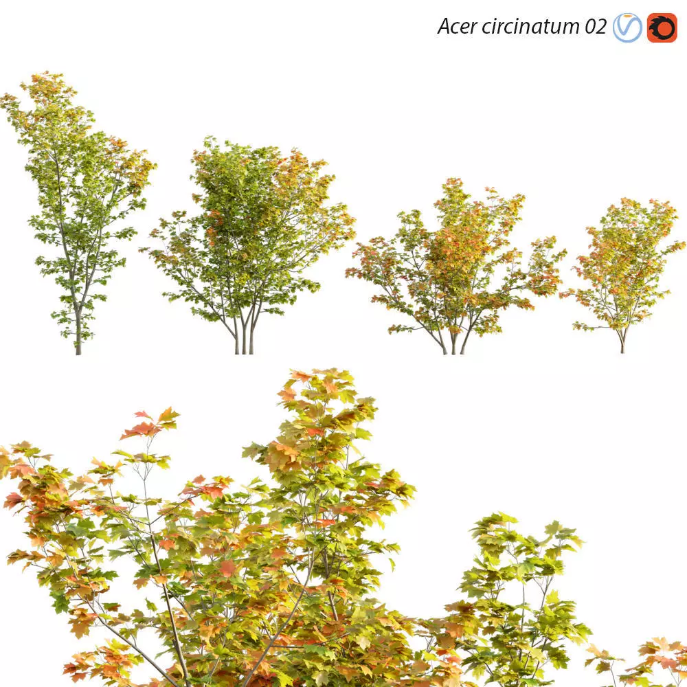 Acer circinatum - Vine Maple 02 3D model_0