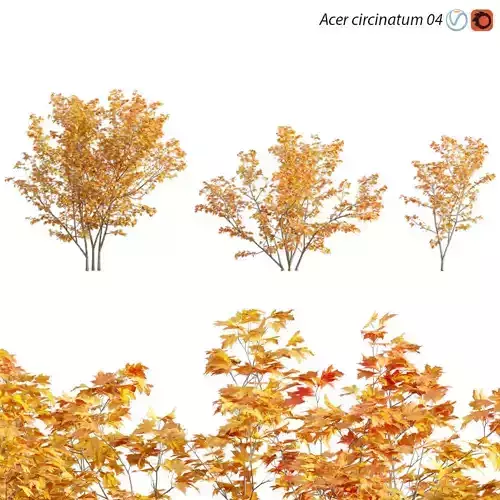 Acer circinatum - Vine Maple 04