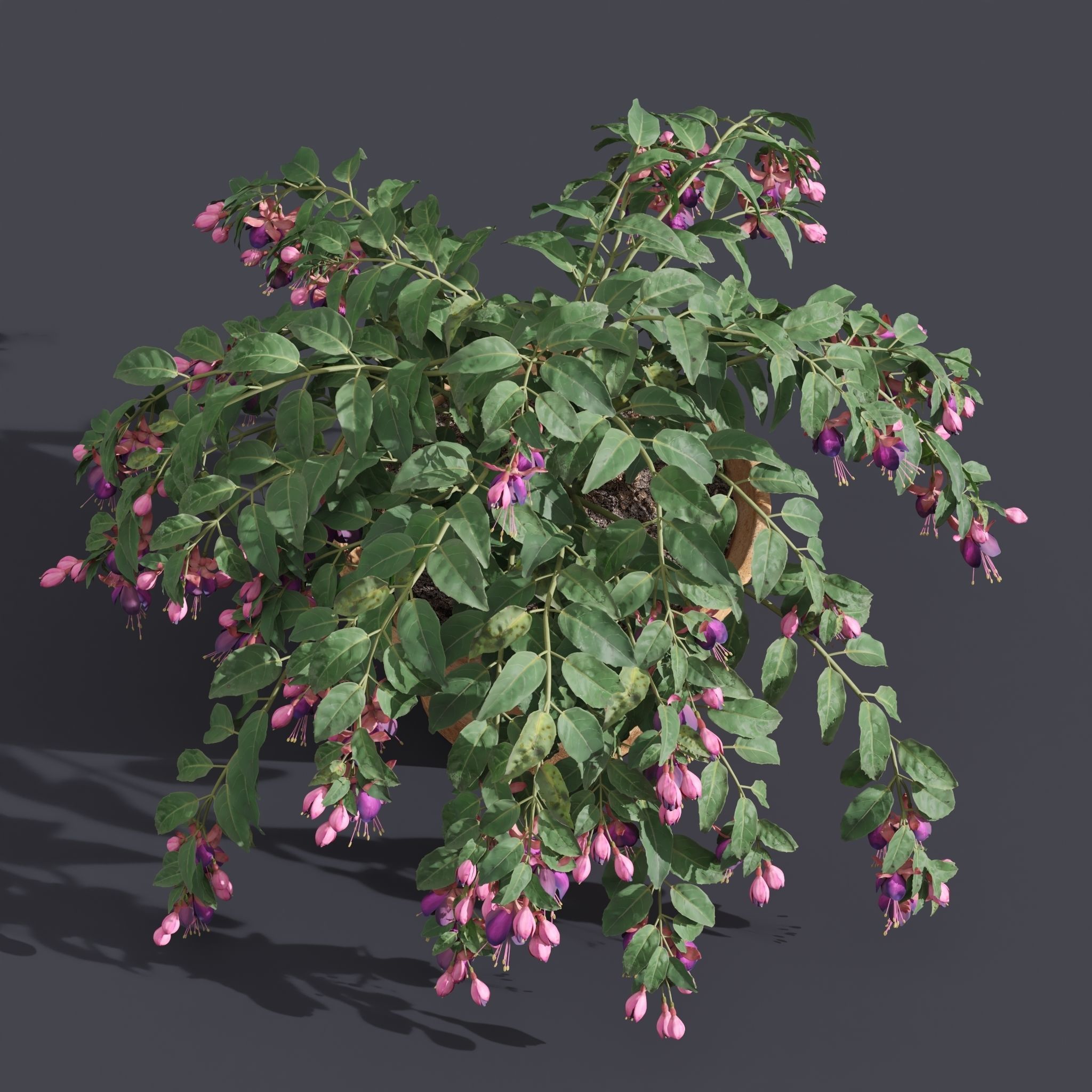 Fuchsia 3D model_2