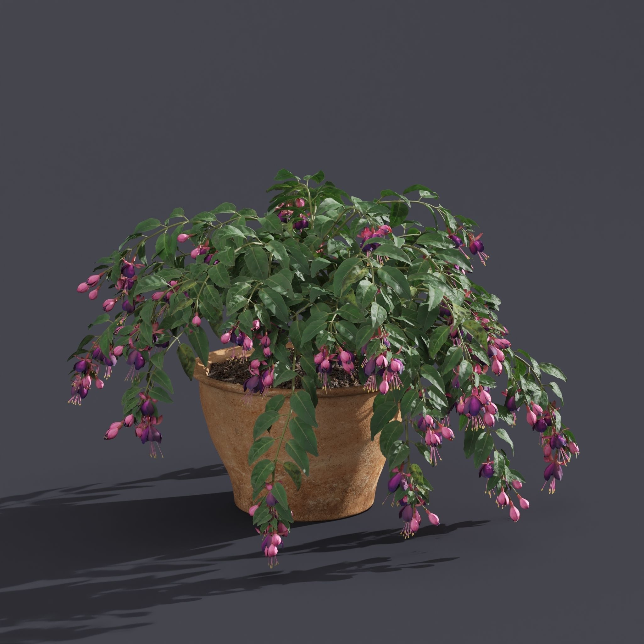 Fuchsia 3D model_4