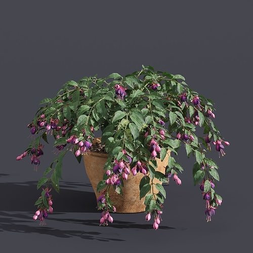 Fuchsia 3D model