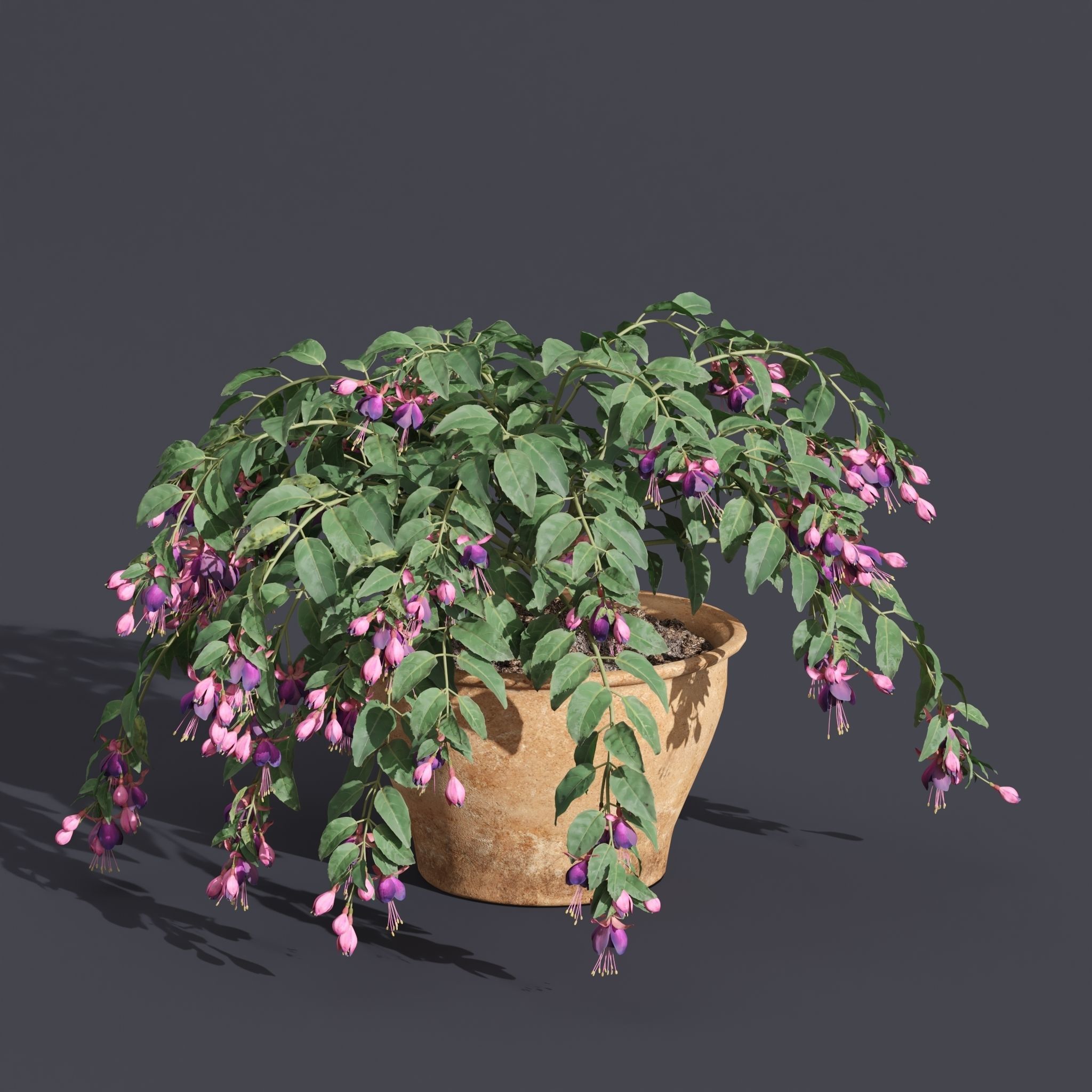 Fuchsia 3D model_5