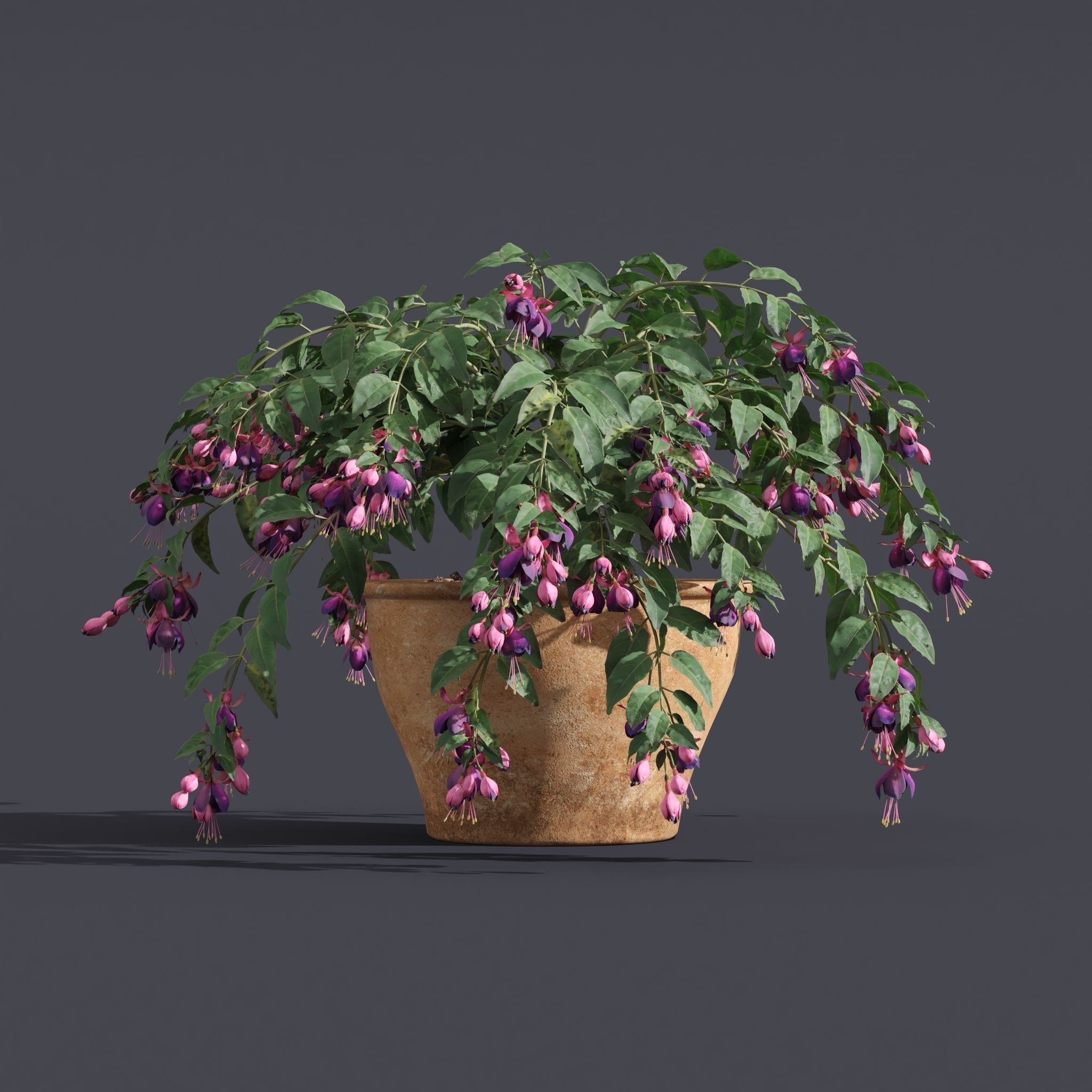Fuchsia 3D model_1