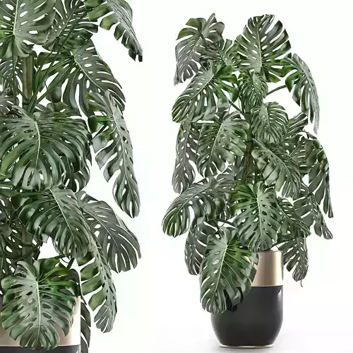 Monstera in a pot for the interior 708