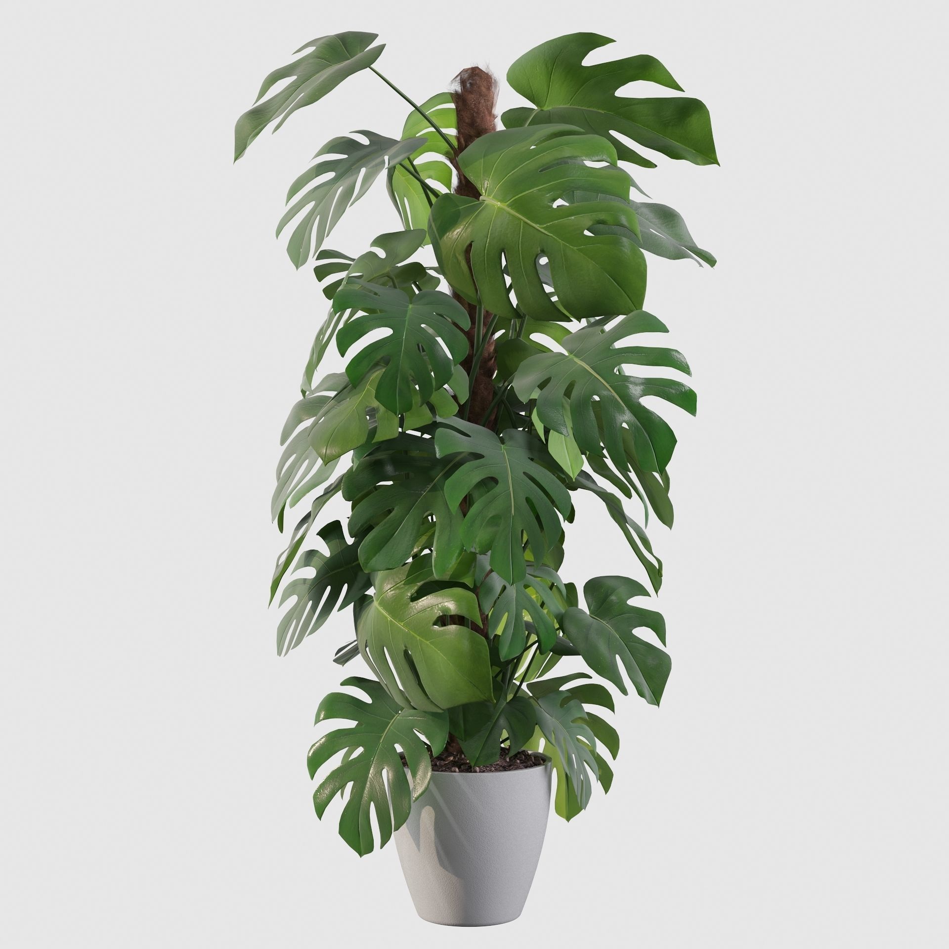 Monstera 150cm 3D model_23