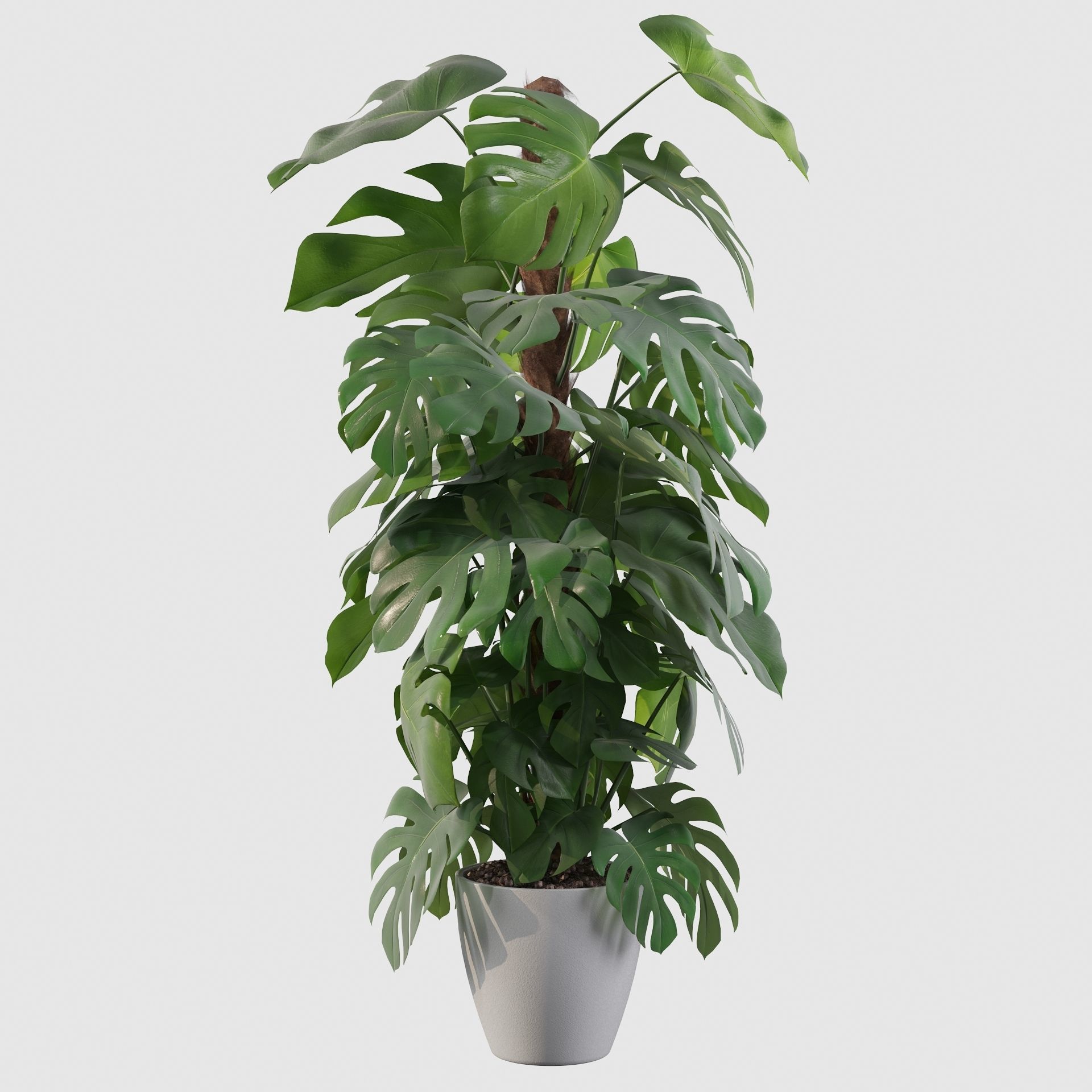 Monstera 150cm 3D model_13