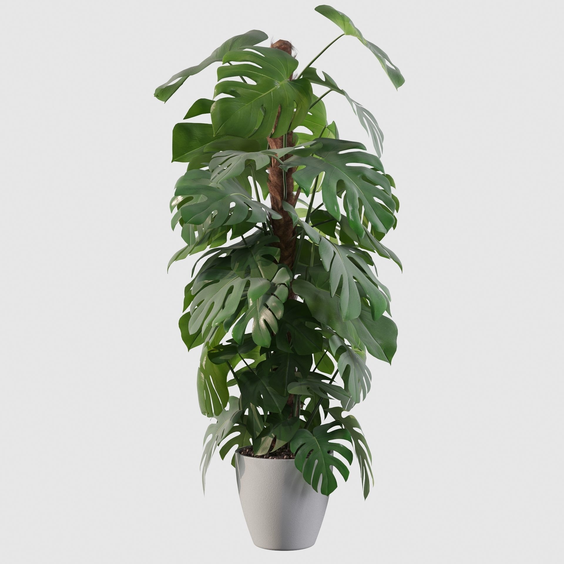 Monstera 150cm 3D model_12