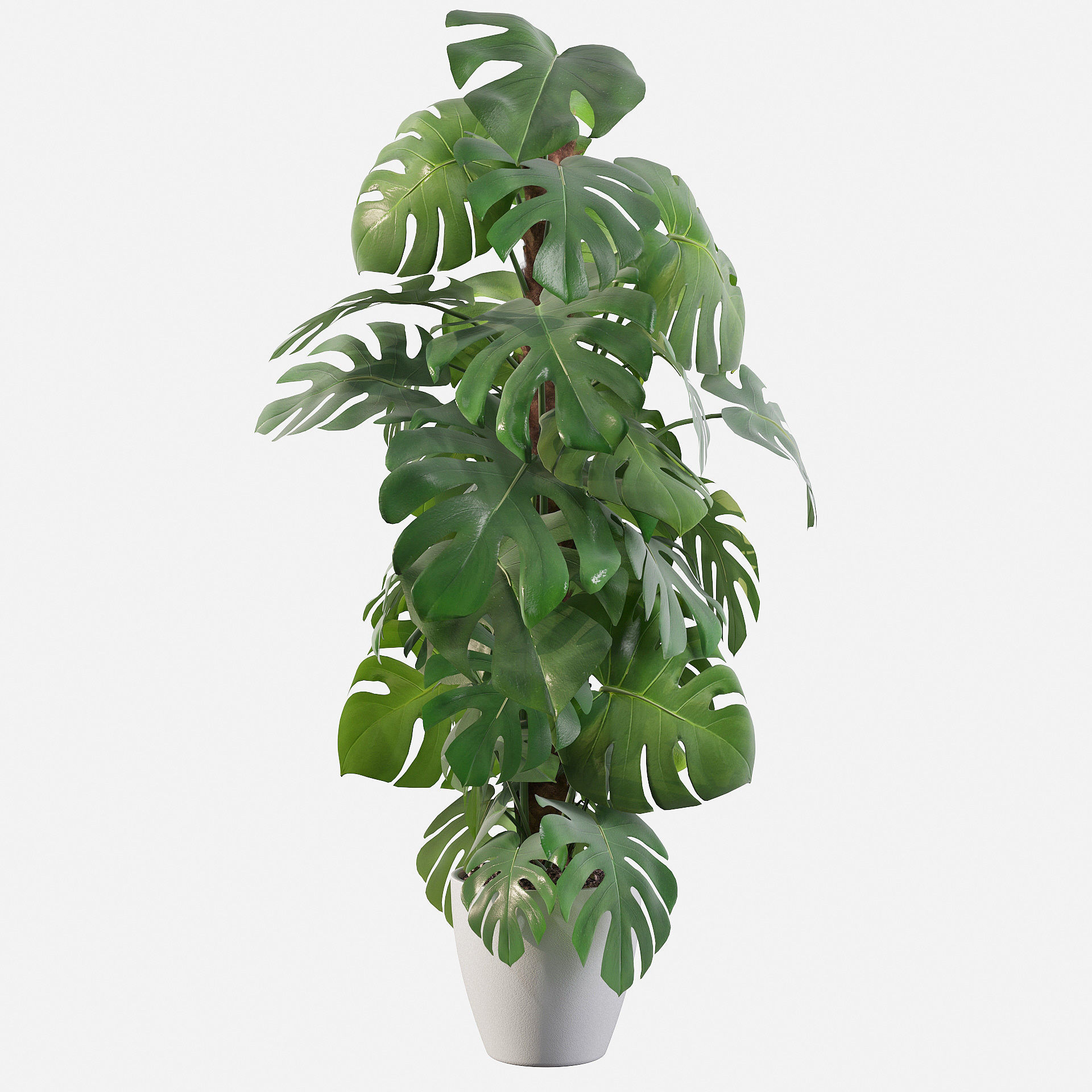Monstera 150cm 3D model_1