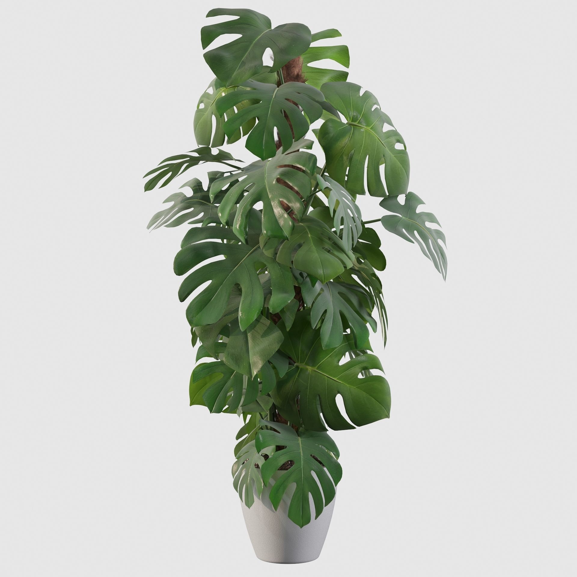 Monstera 150cm 3D model_28
