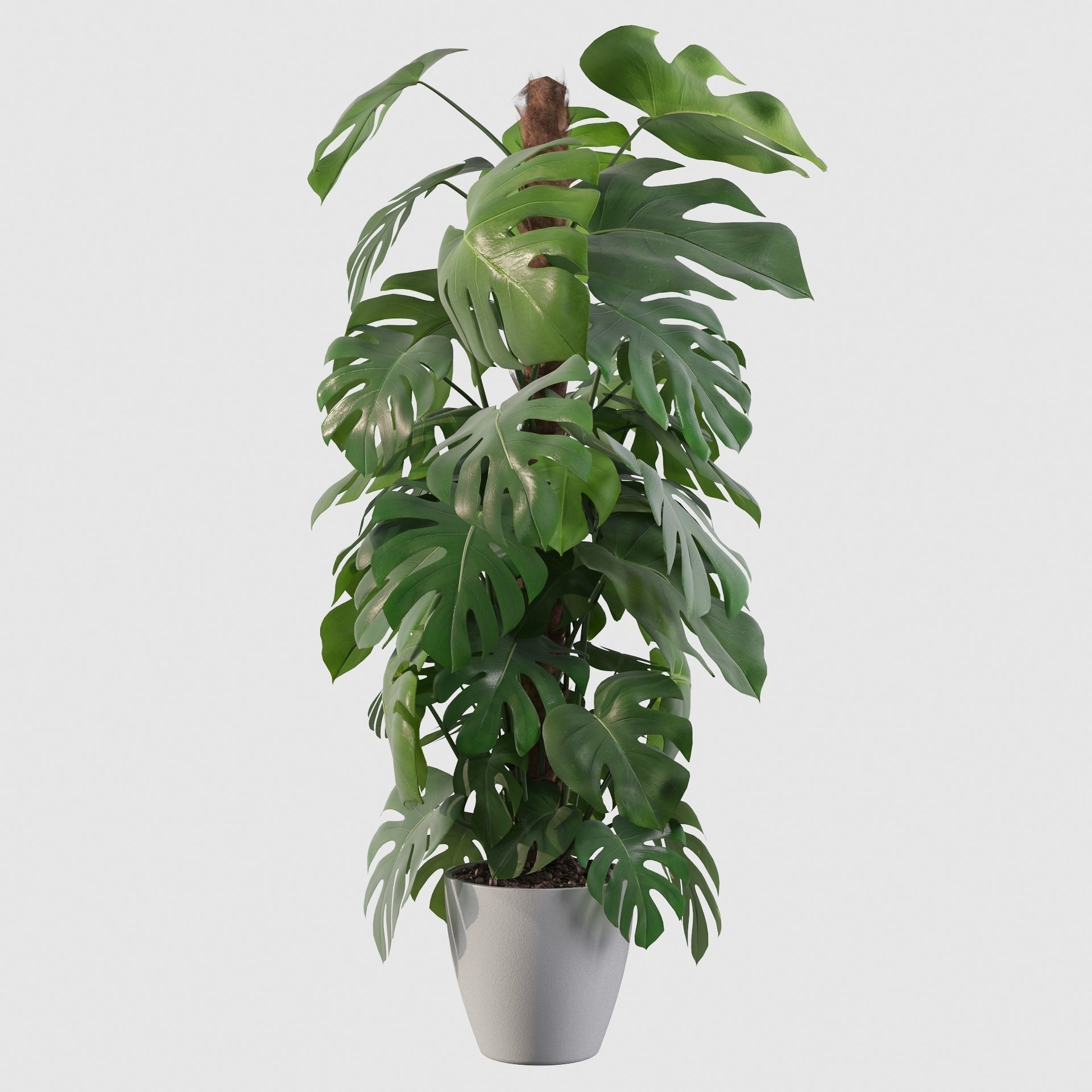 Monstera 150cm 3D model_21
