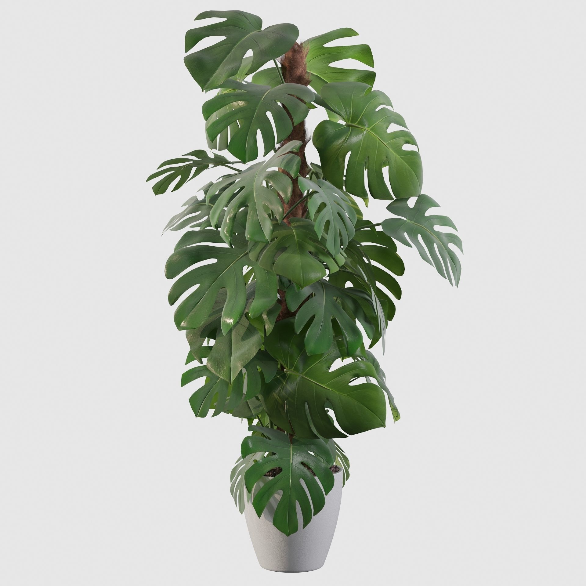 Monstera 150cm 3D model_27