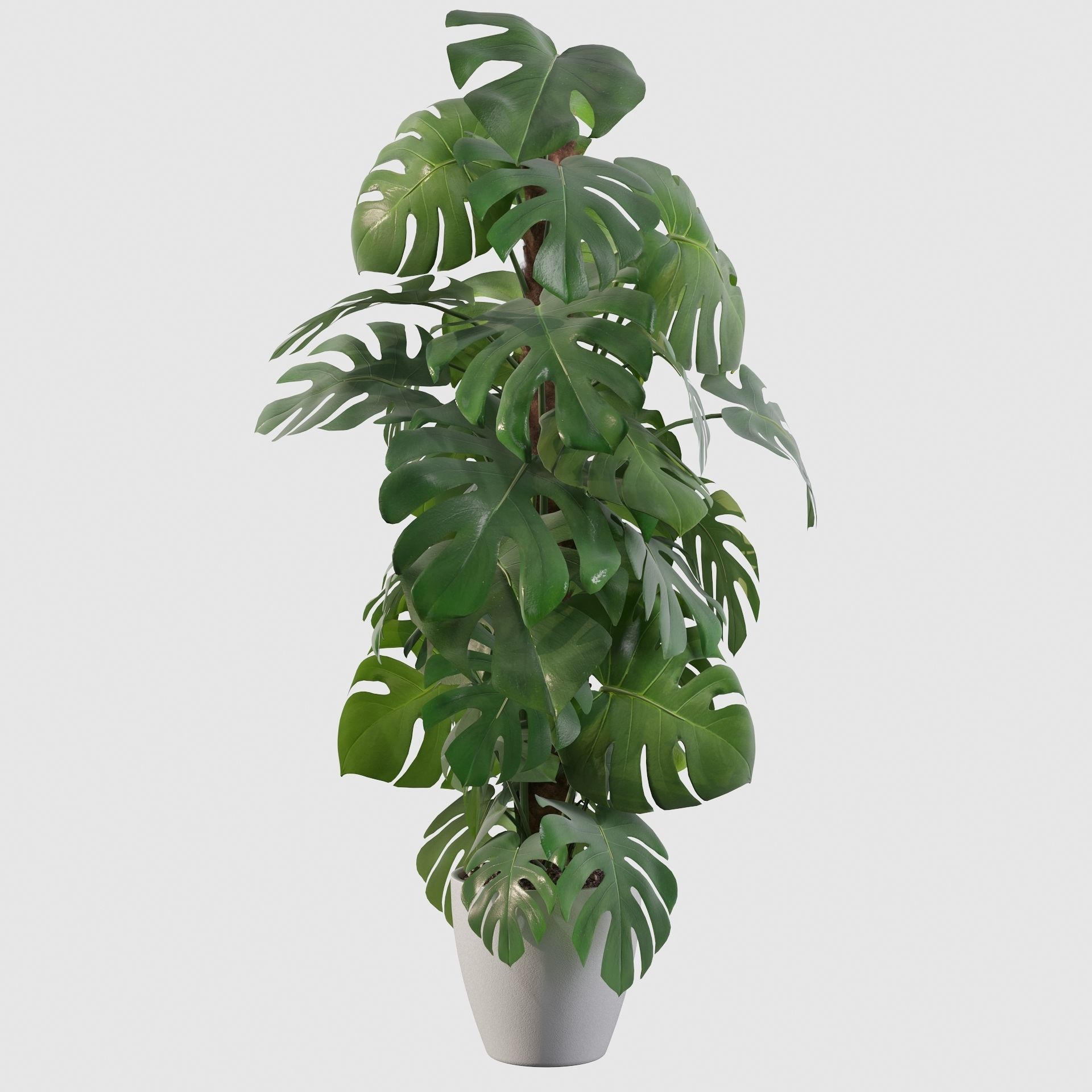 Monstera 150cm 3D model_7