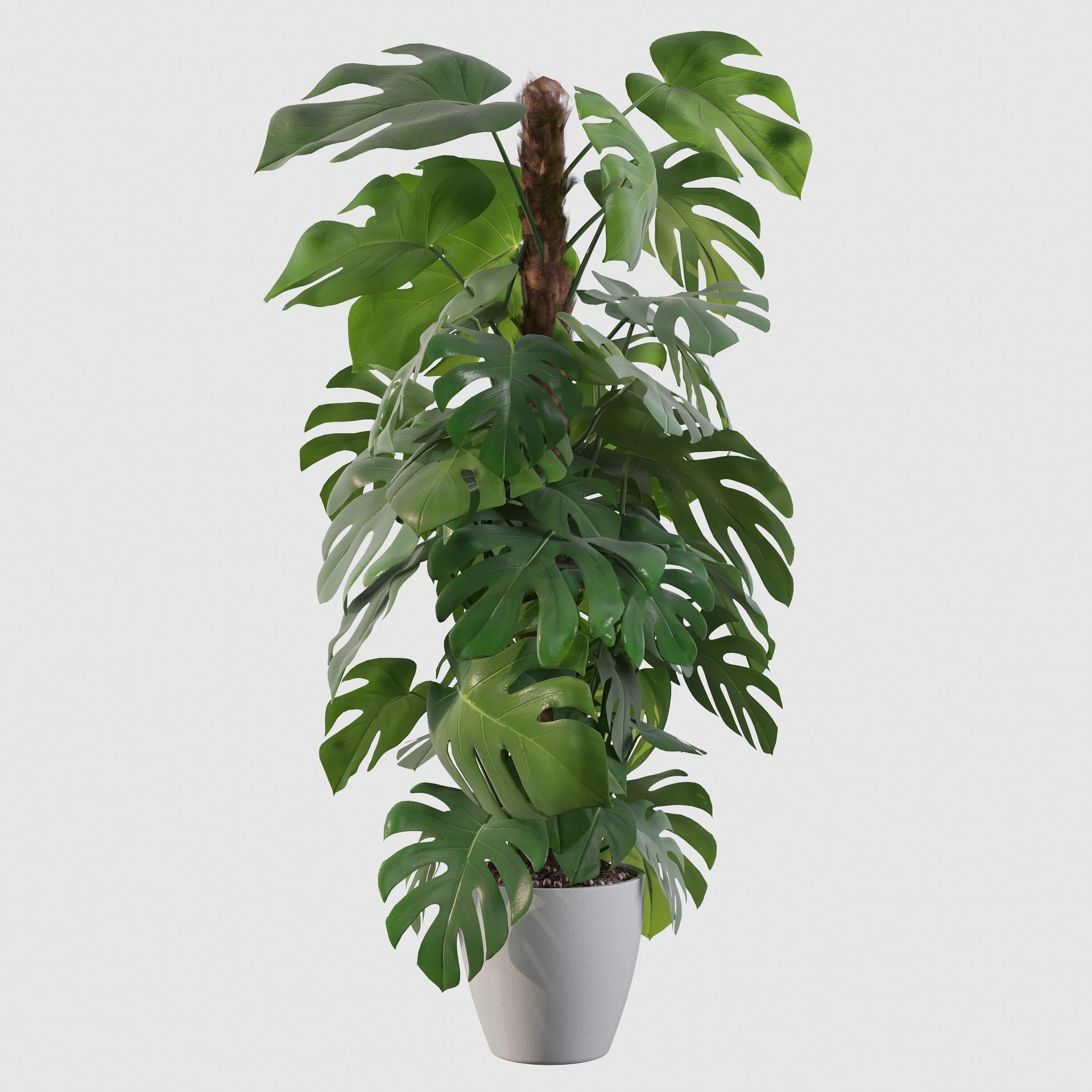 Monstera 150cm 3D model_15