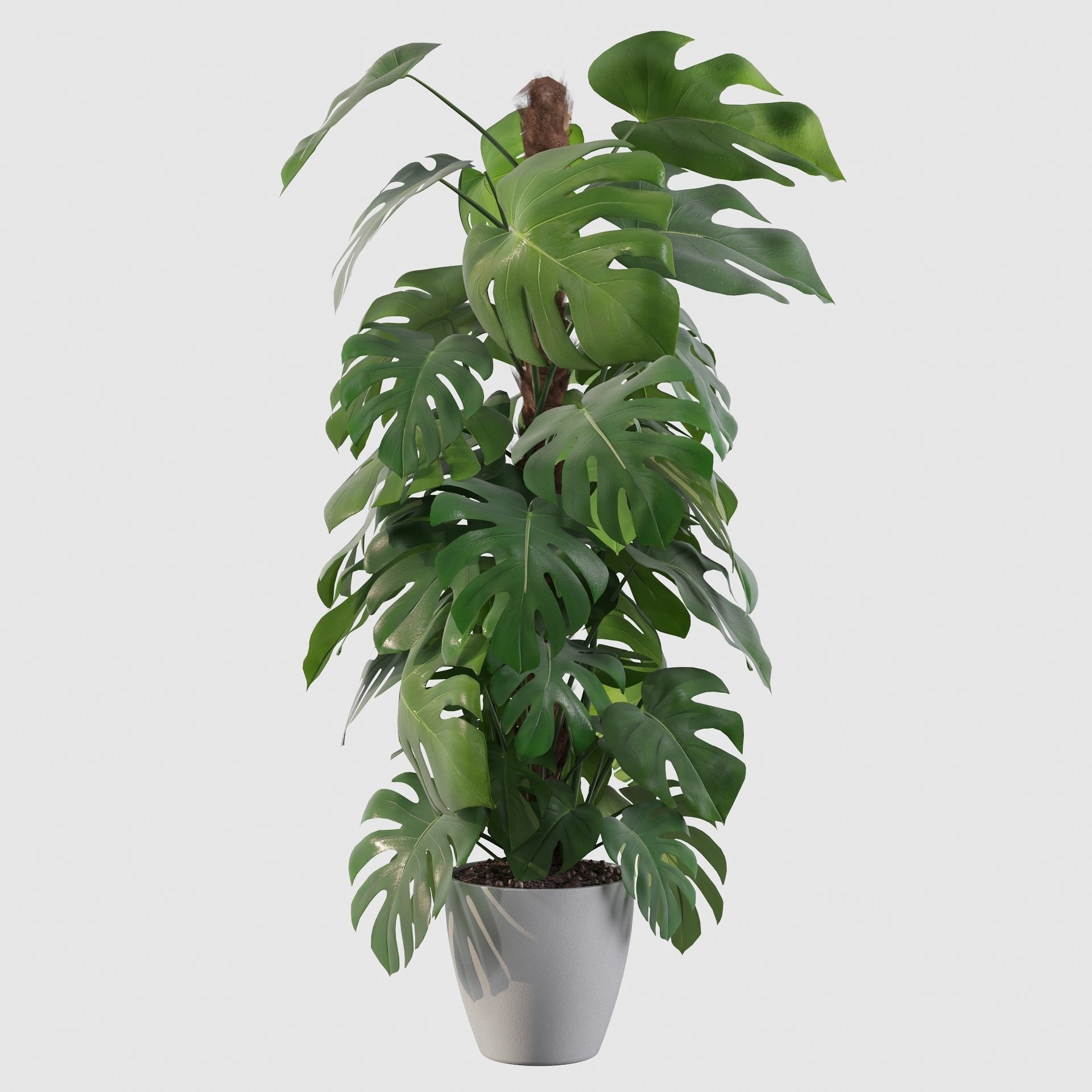 Monstera 150cm 3D model_22