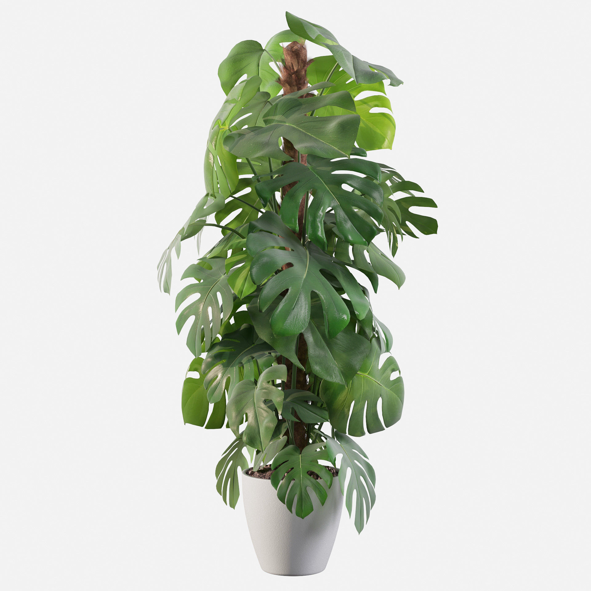 Monstera 150cm 3D model_2