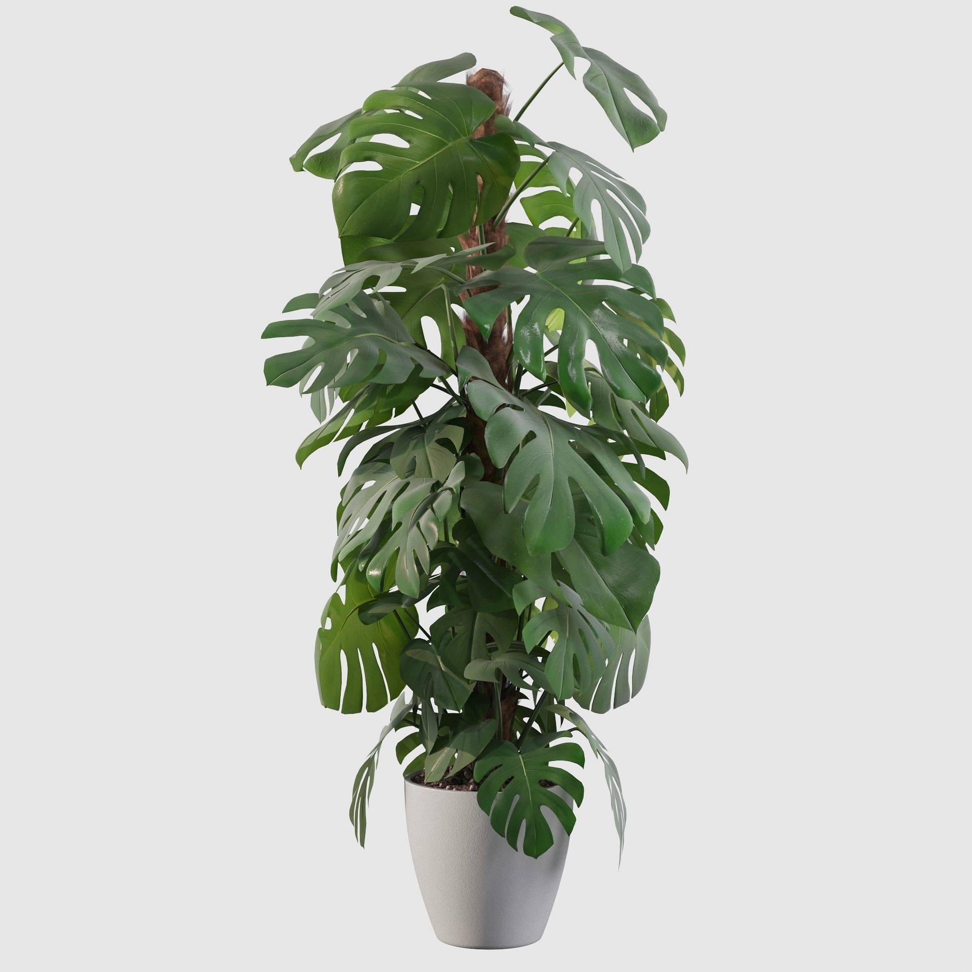 Monstera 150cm 3D model_11