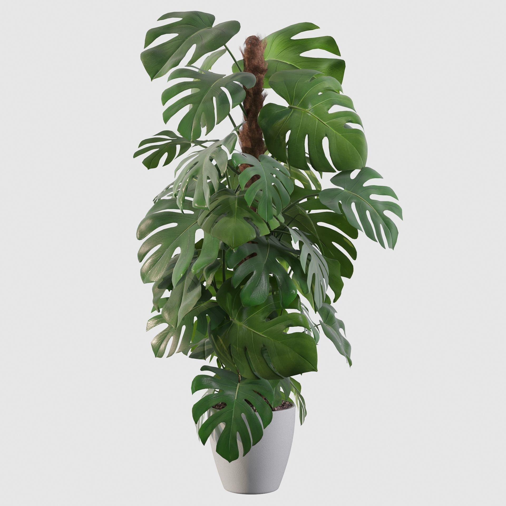 Monstera 150cm 3D model_26