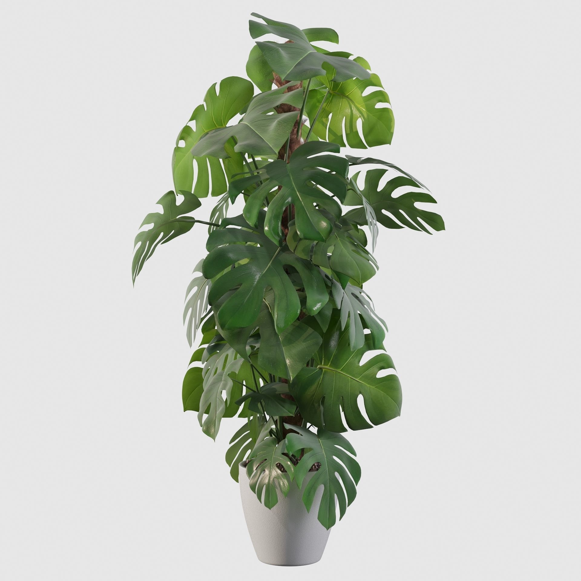 Monstera 150cm 3D model_18
