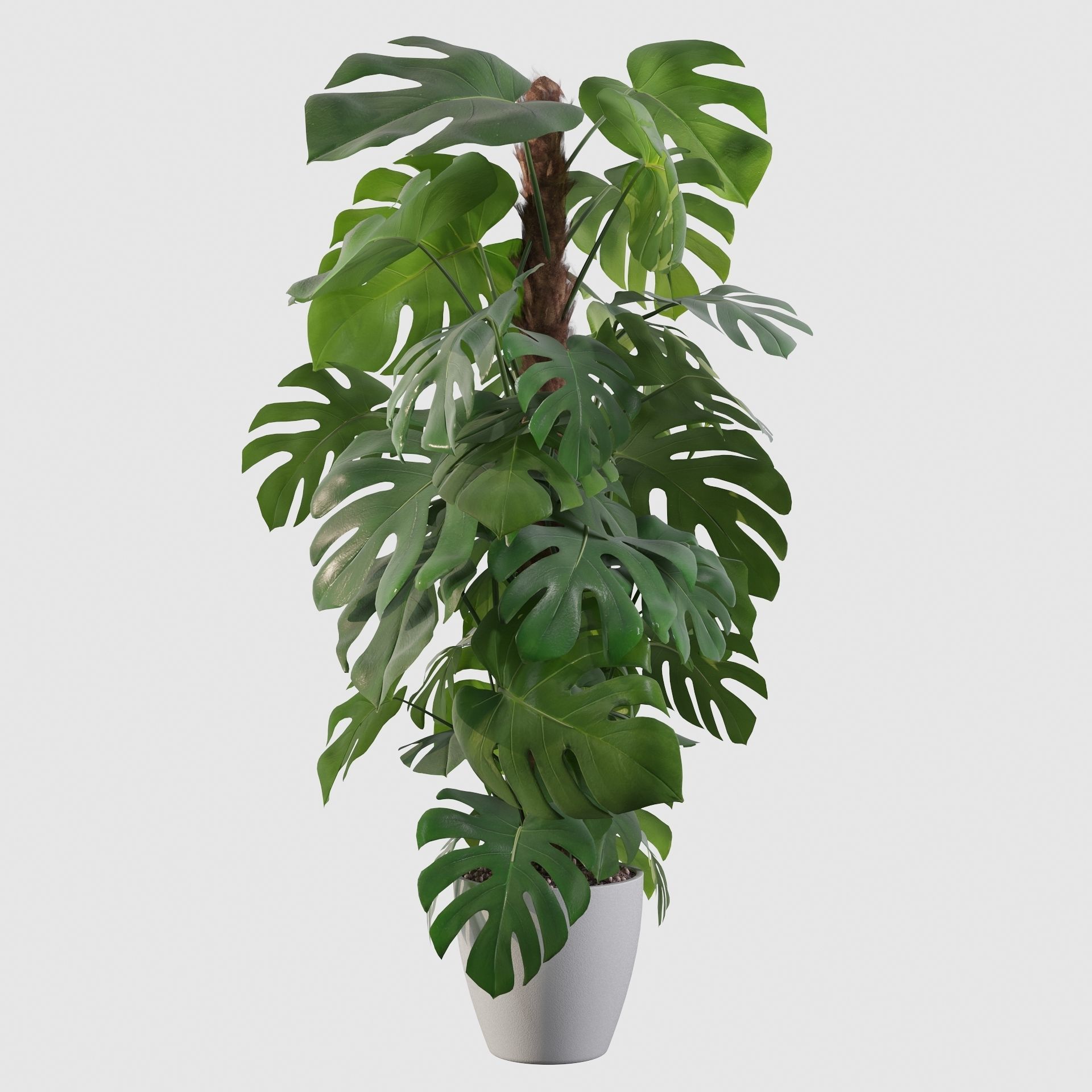 Monstera 150cm 3D model_16