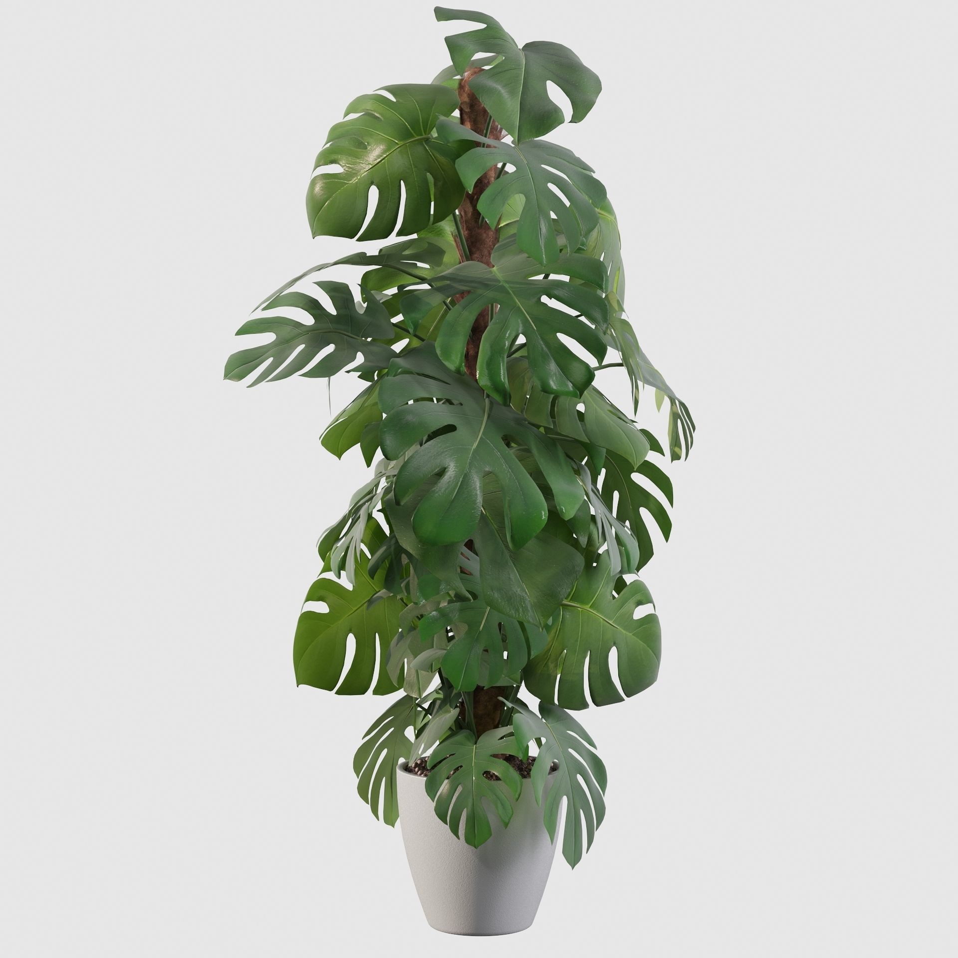 Monstera 150cm 3D model_9