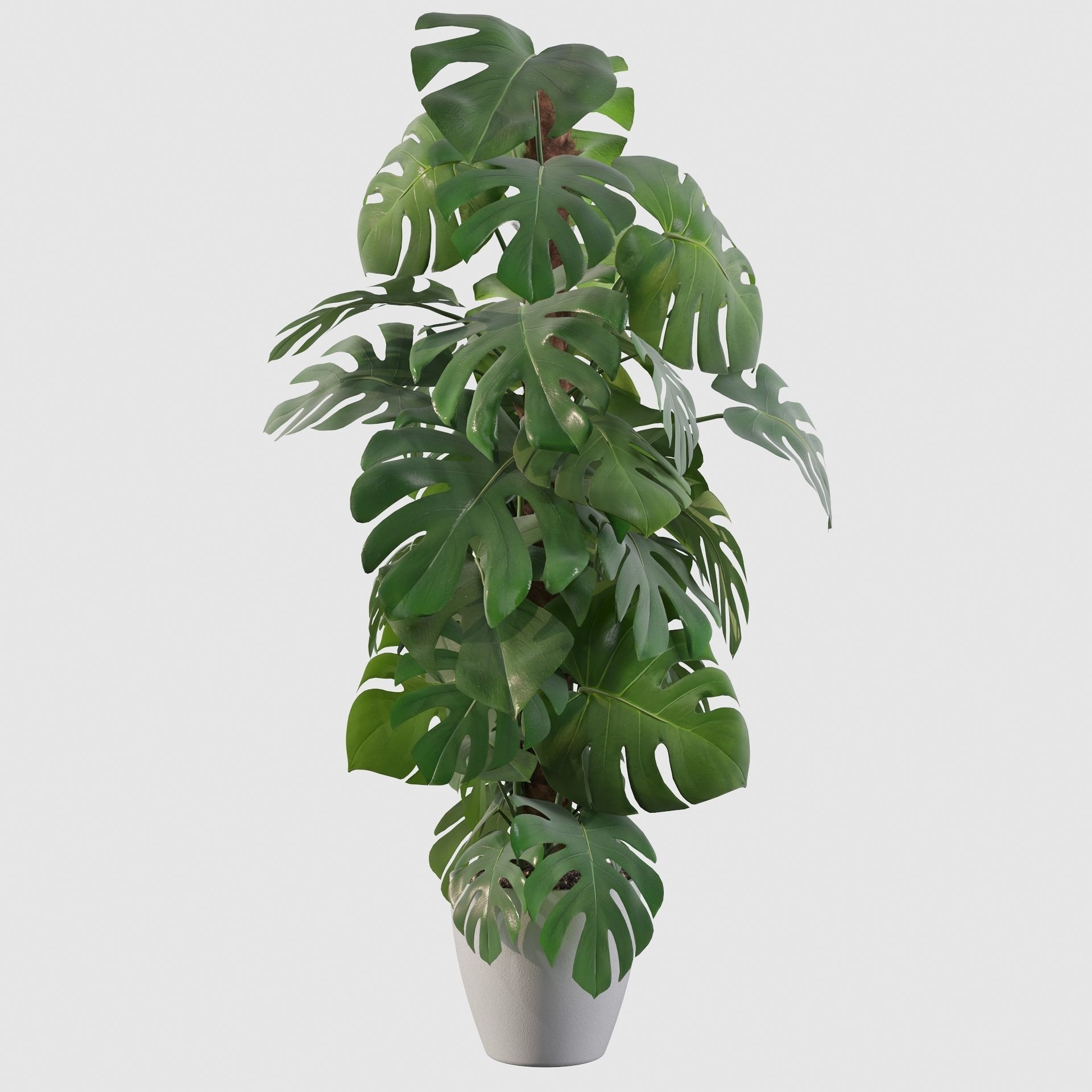 Monstera 150cm 3D model_29