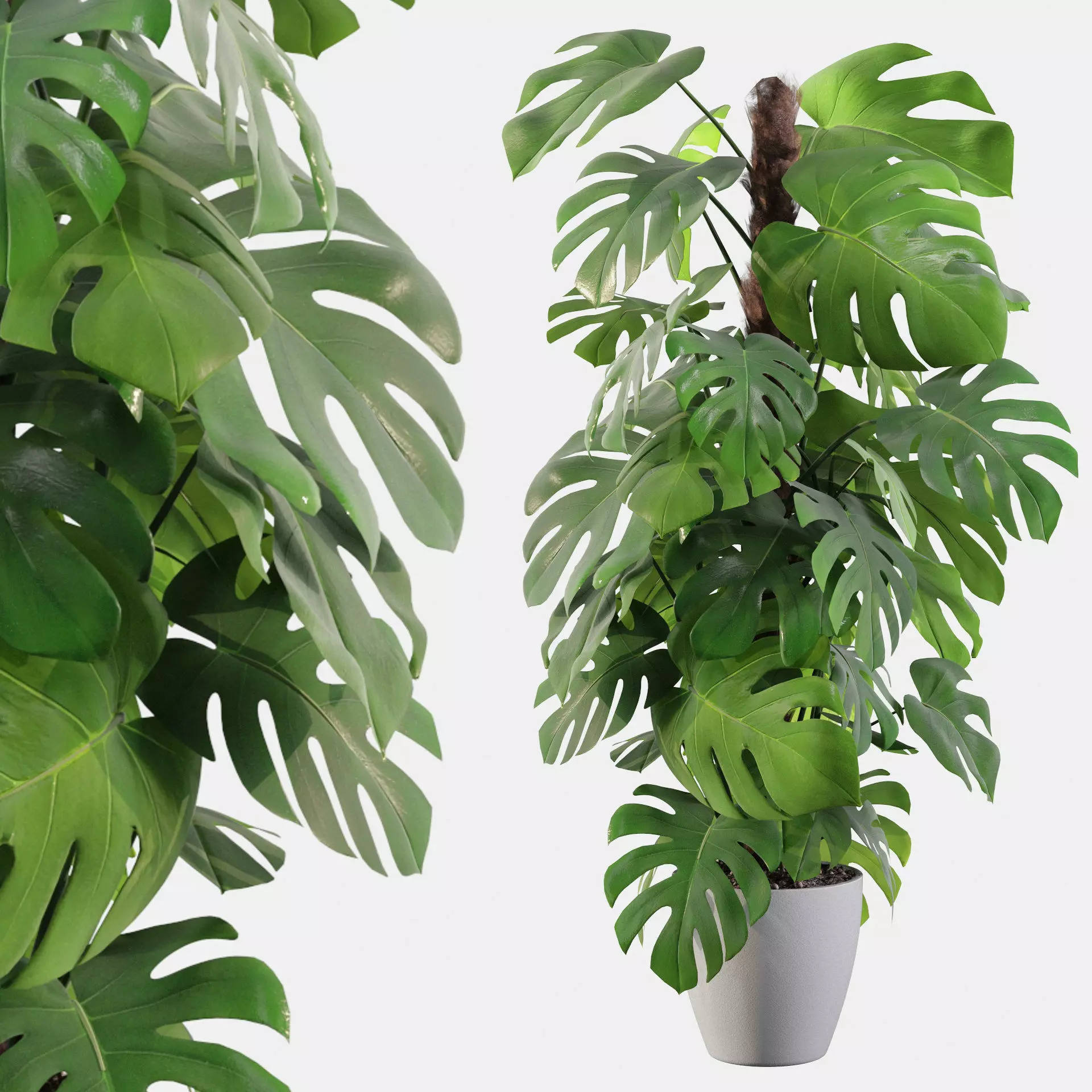 Monstera 150cm 3D model_0