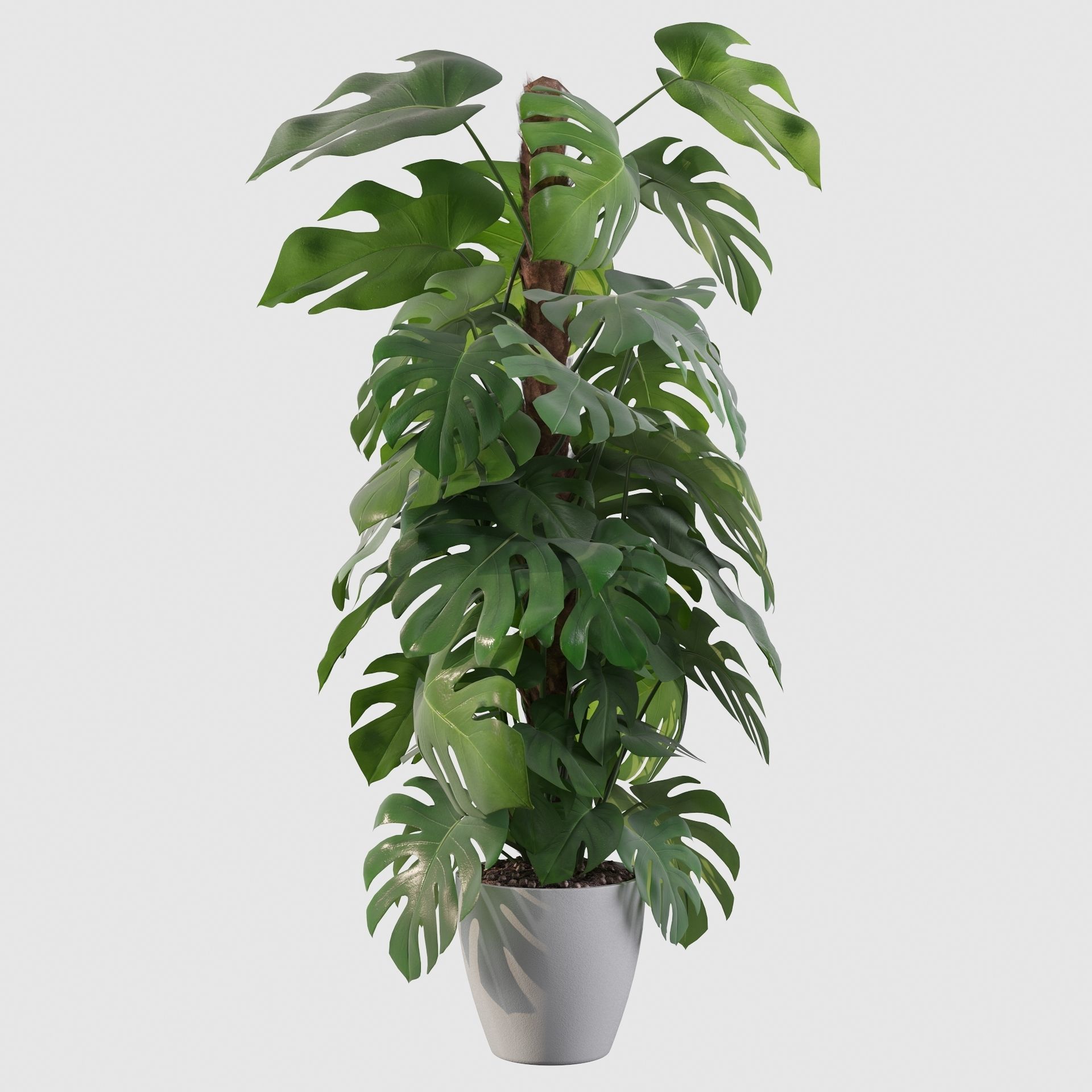 Monstera 150cm 3D model_14