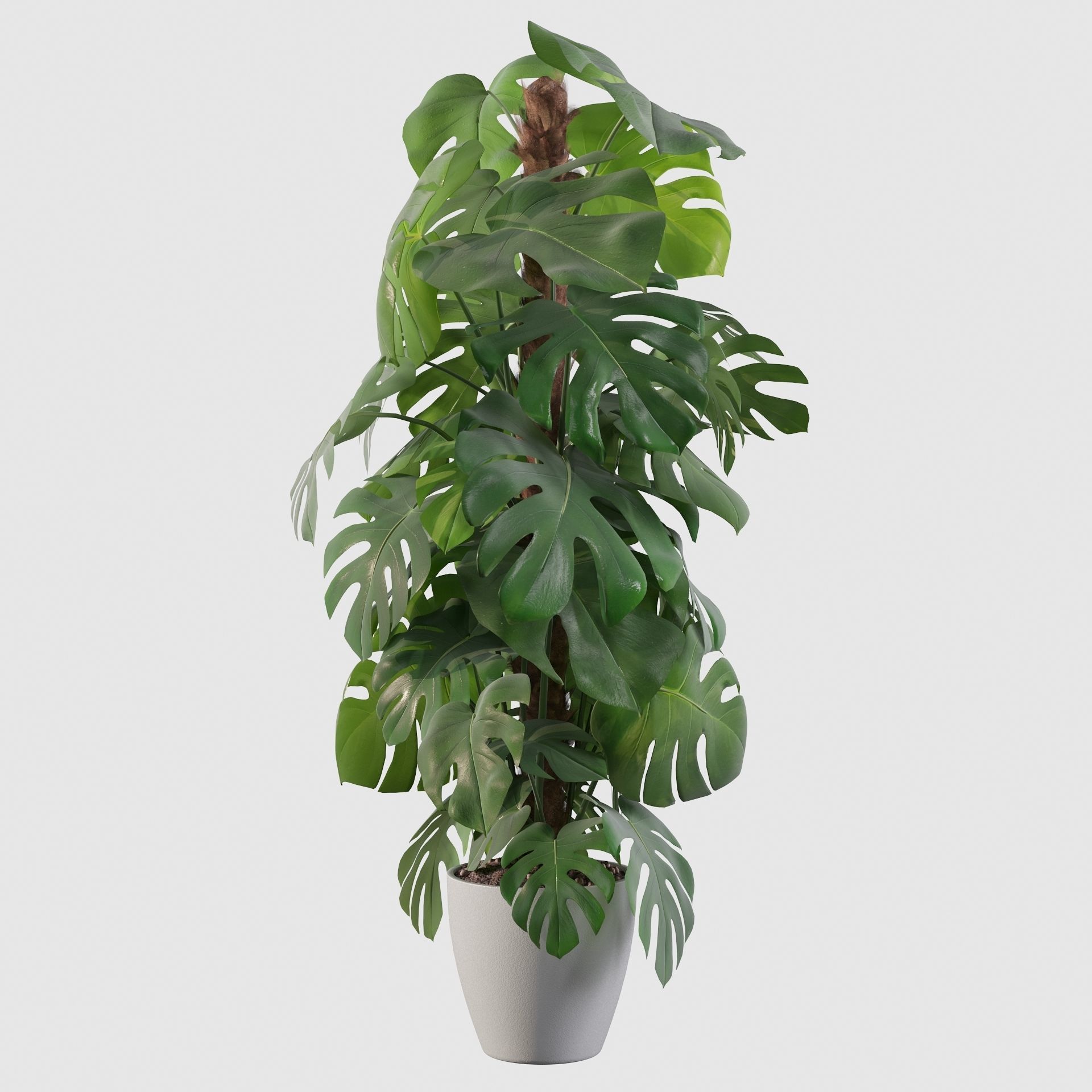 Monstera 150cm 3D model_19