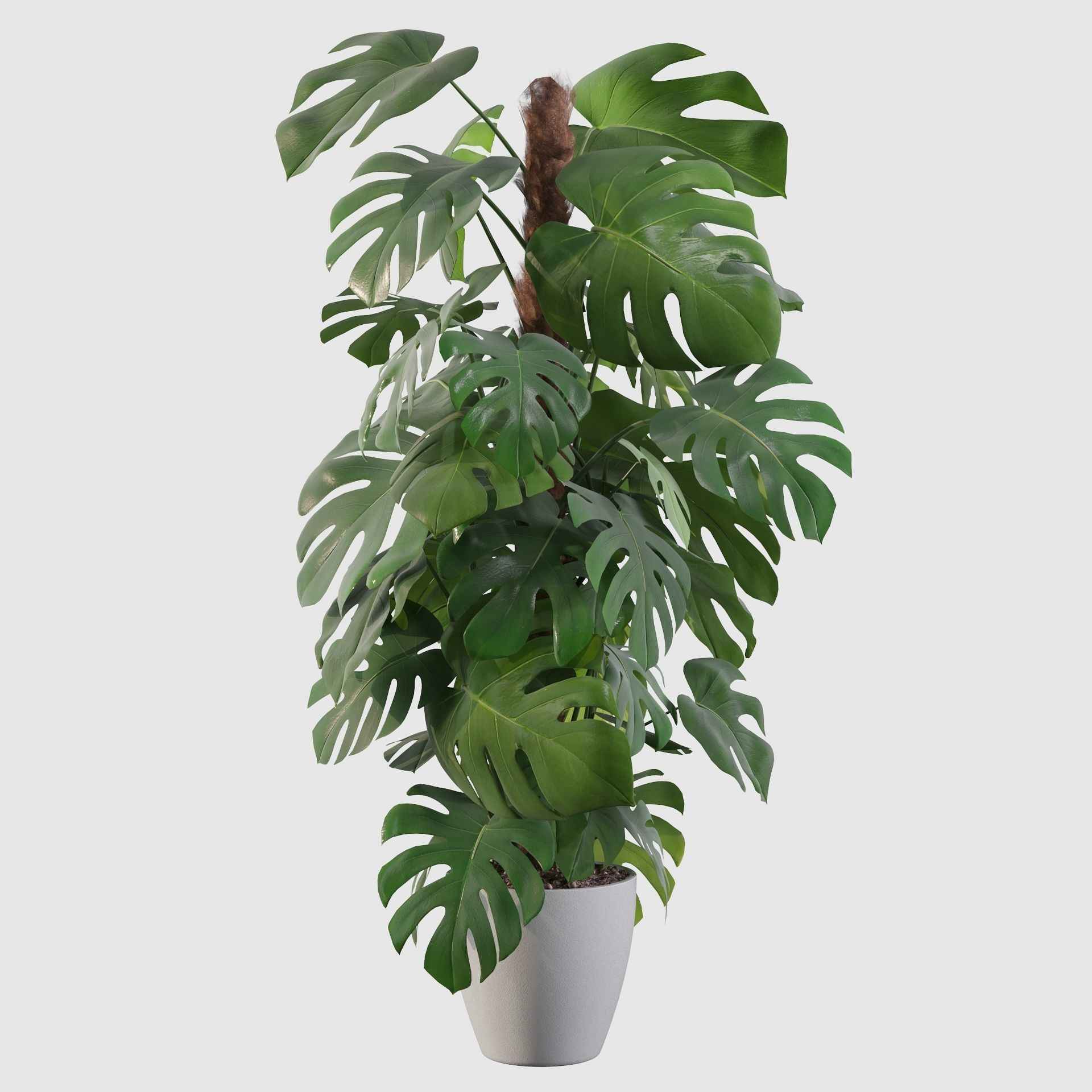 Monstera 150cm 3D model_25