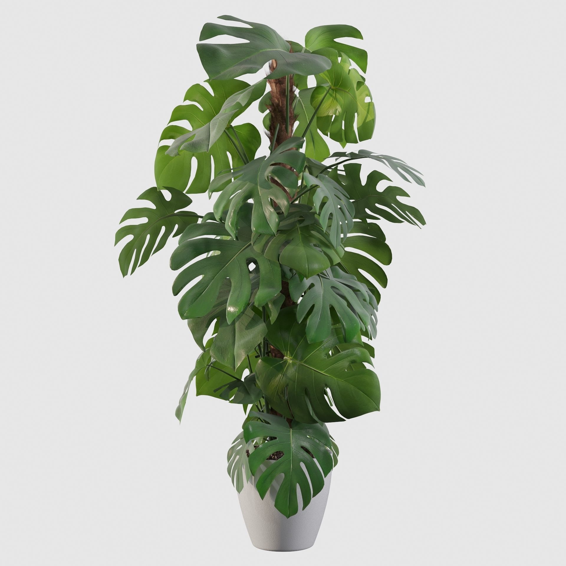 Monstera 150cm 3D model_17