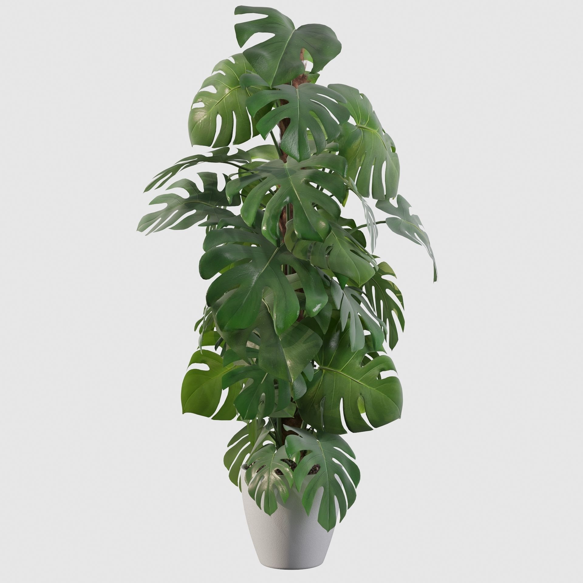 Monstera 150cm 3D model_6