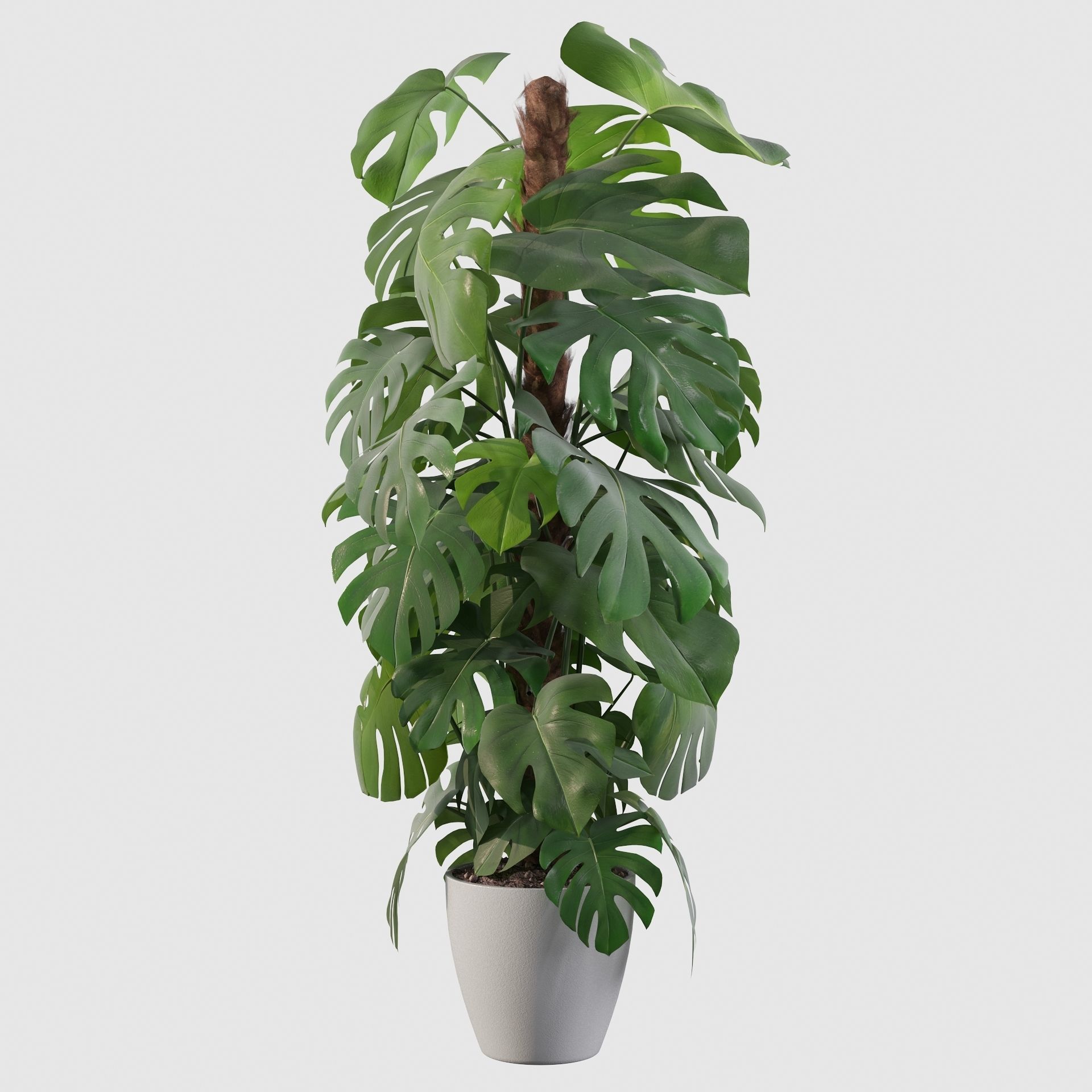 Monstera 150cm 3D model_20