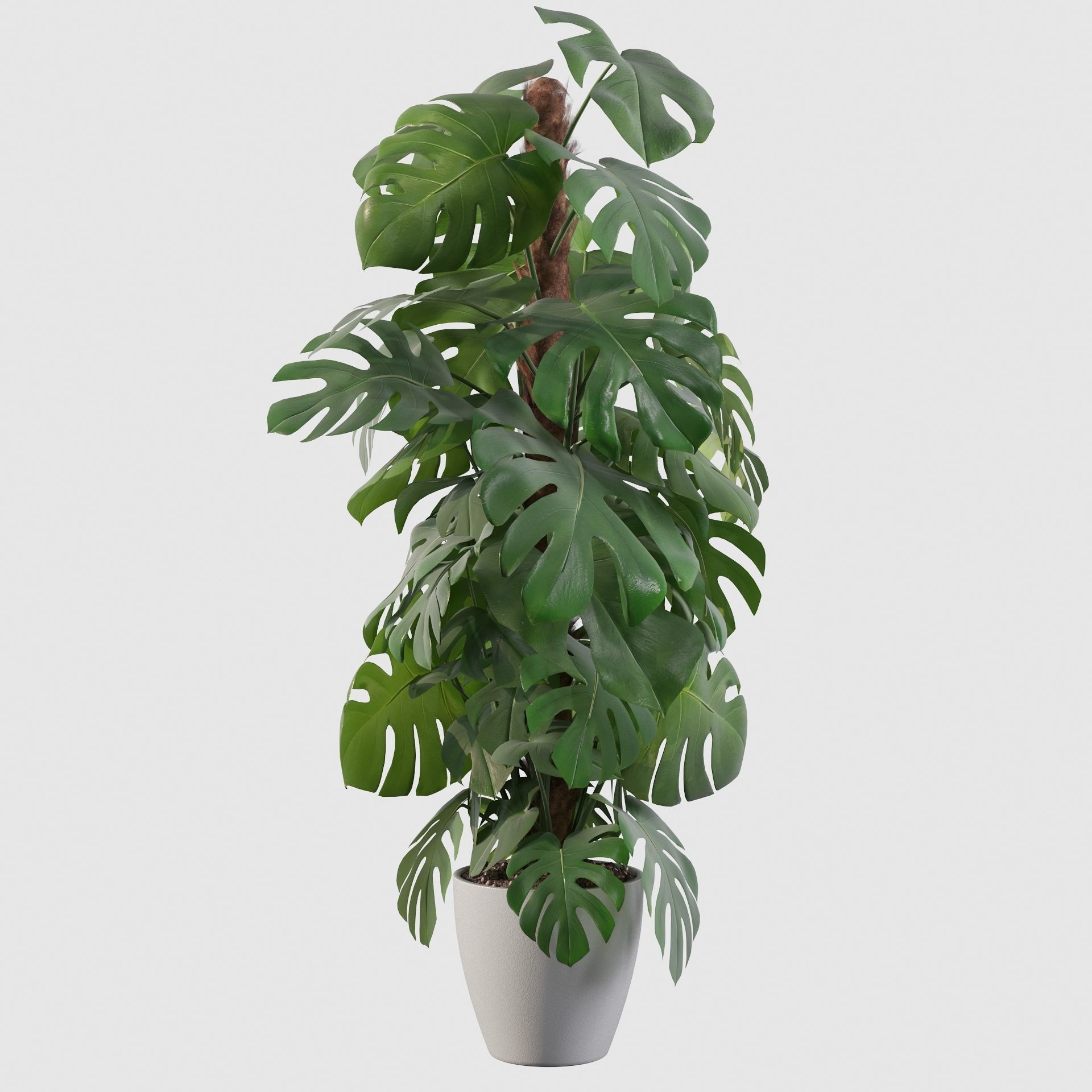 Monstera 150cm 3D model_10