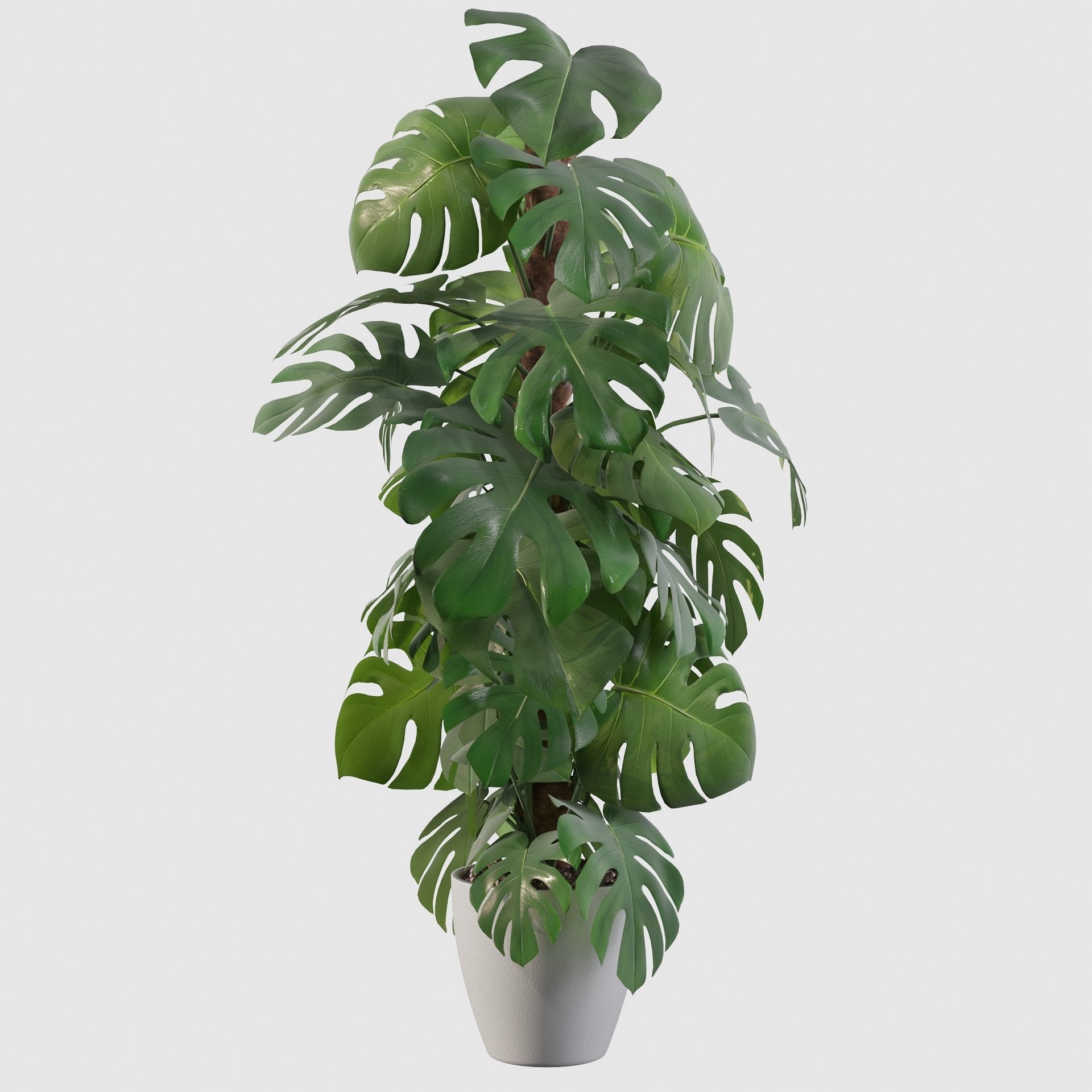 Monstera 150cm 3D model_8