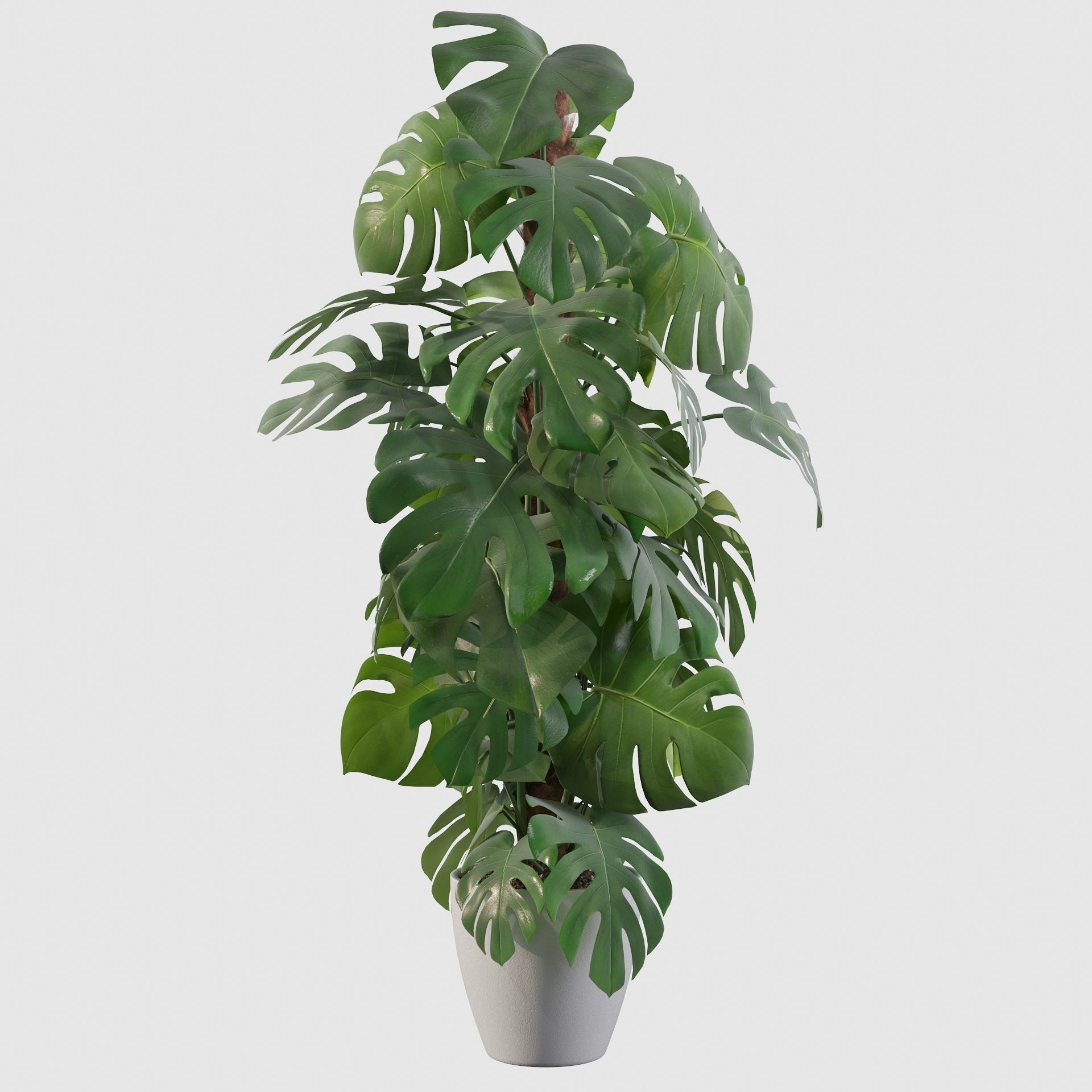 Monstera 150cm 3D model_30