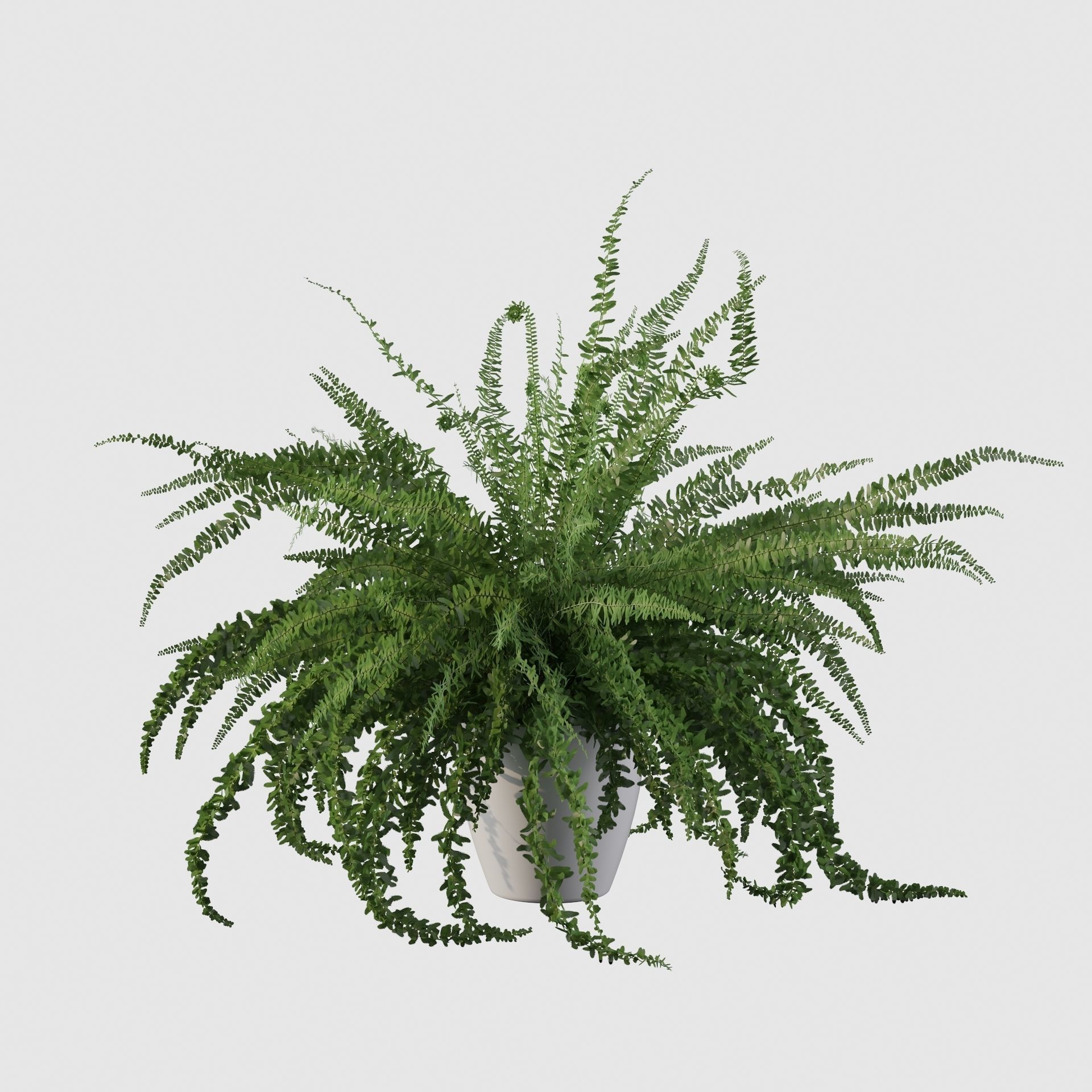 Fern in white pot 3D model_11
