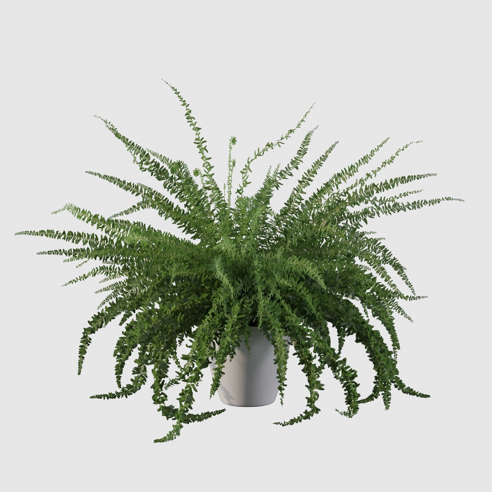 Fern in white pot 3D model_32