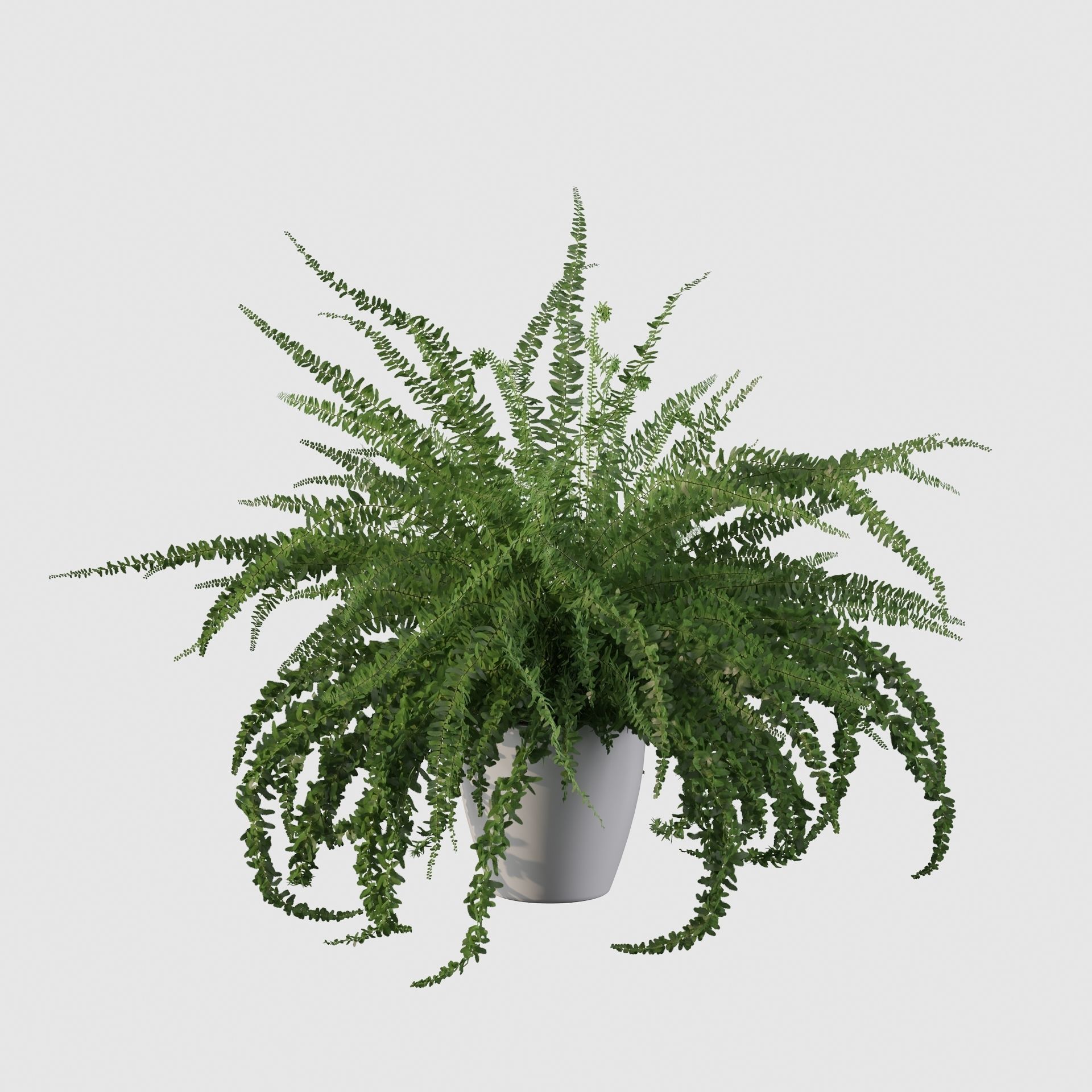 Fern in white pot 3D model_19