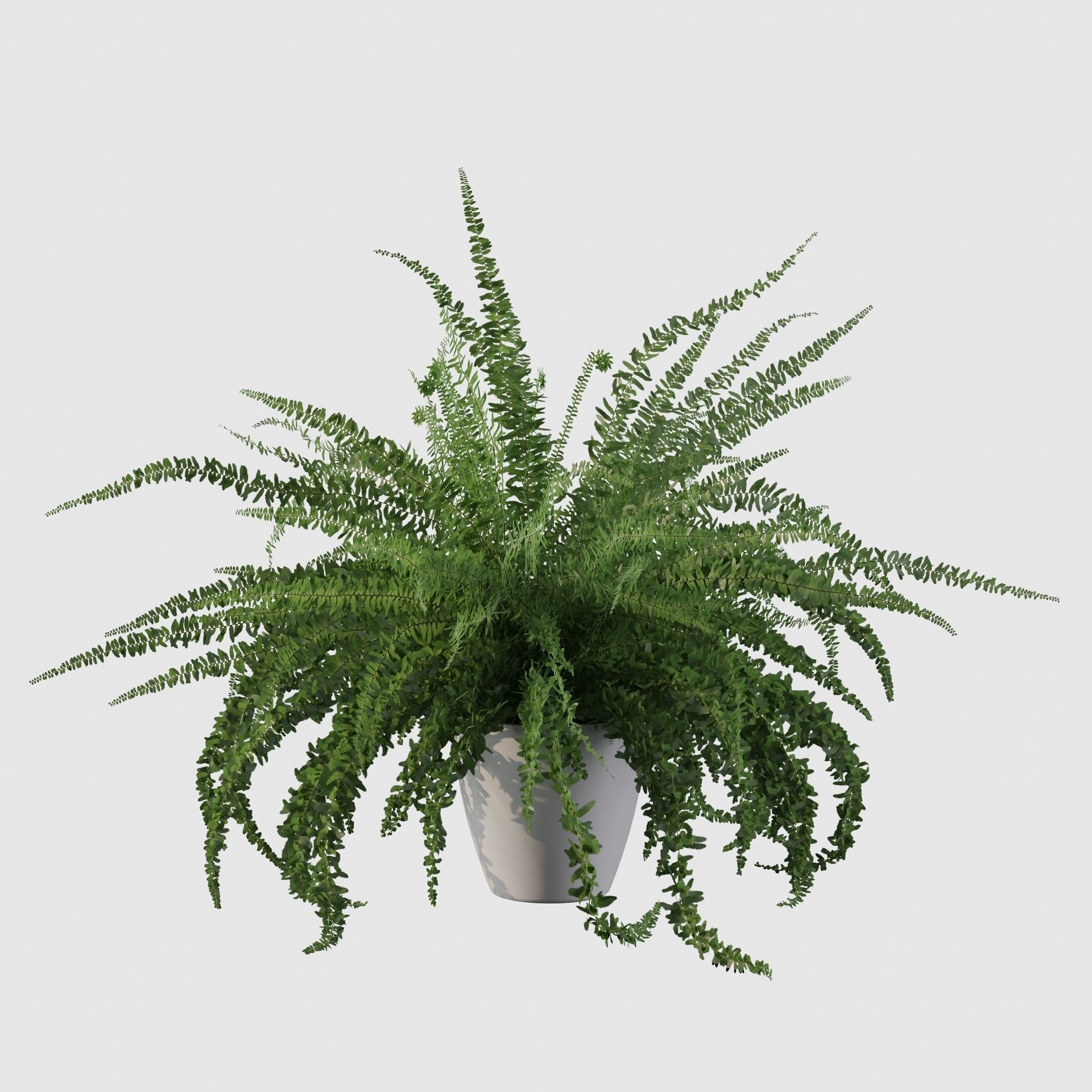 Fern in white pot 3D model_25
